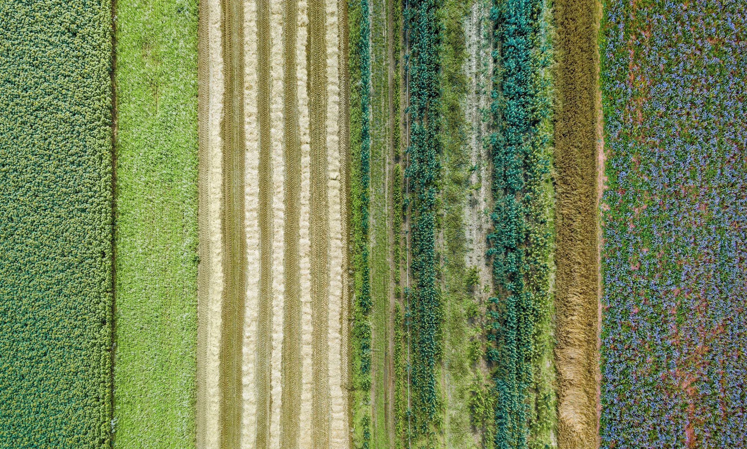 Aerial view of colorful flower and crop fields arranged in straight rows with various shades of green, purple, yellow, and brown.