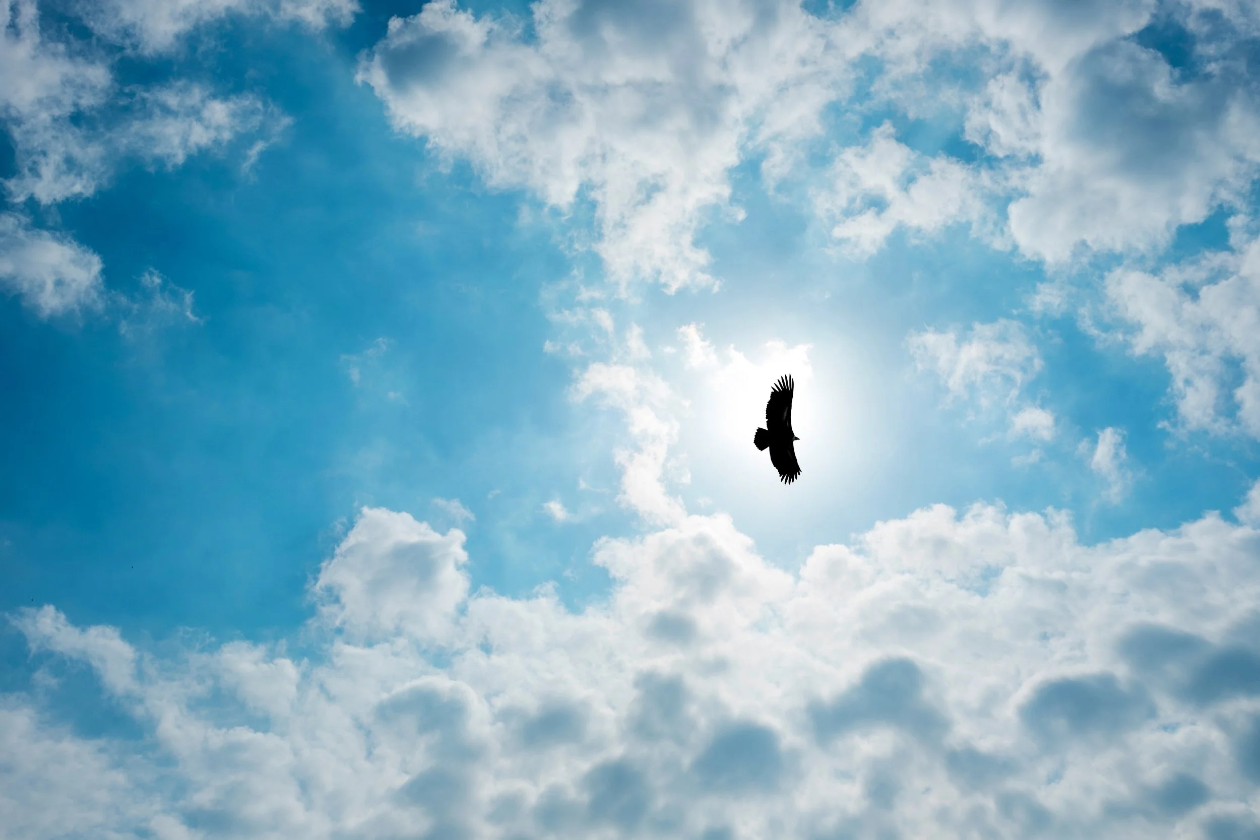 A bird flying in a blue sky with scattered clouds near the sun.