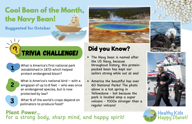 Educational poster about the Navy Bean as the 'Bean of the Month,' featuring a cartoon bean in a boat, a hot spring, geyser, and a park with a volcano. Includes trivia questions and facts about the Navy Bean and Yellowstone National Park.