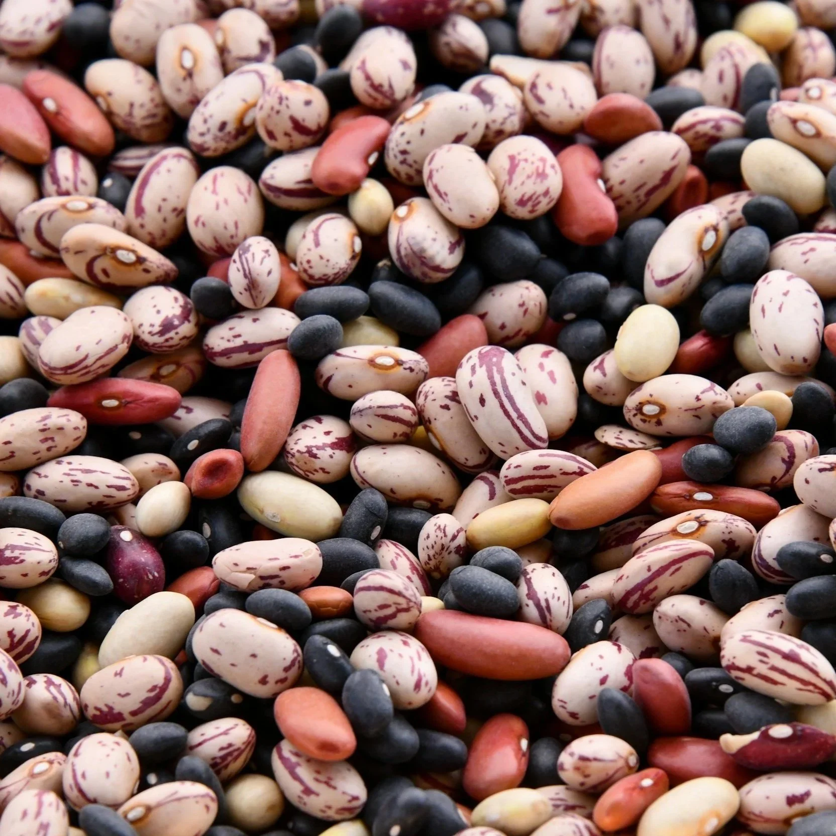 Close-up image of a mixture of various beans, including speckled pinto beans, black beans, red beans, and other small beans.