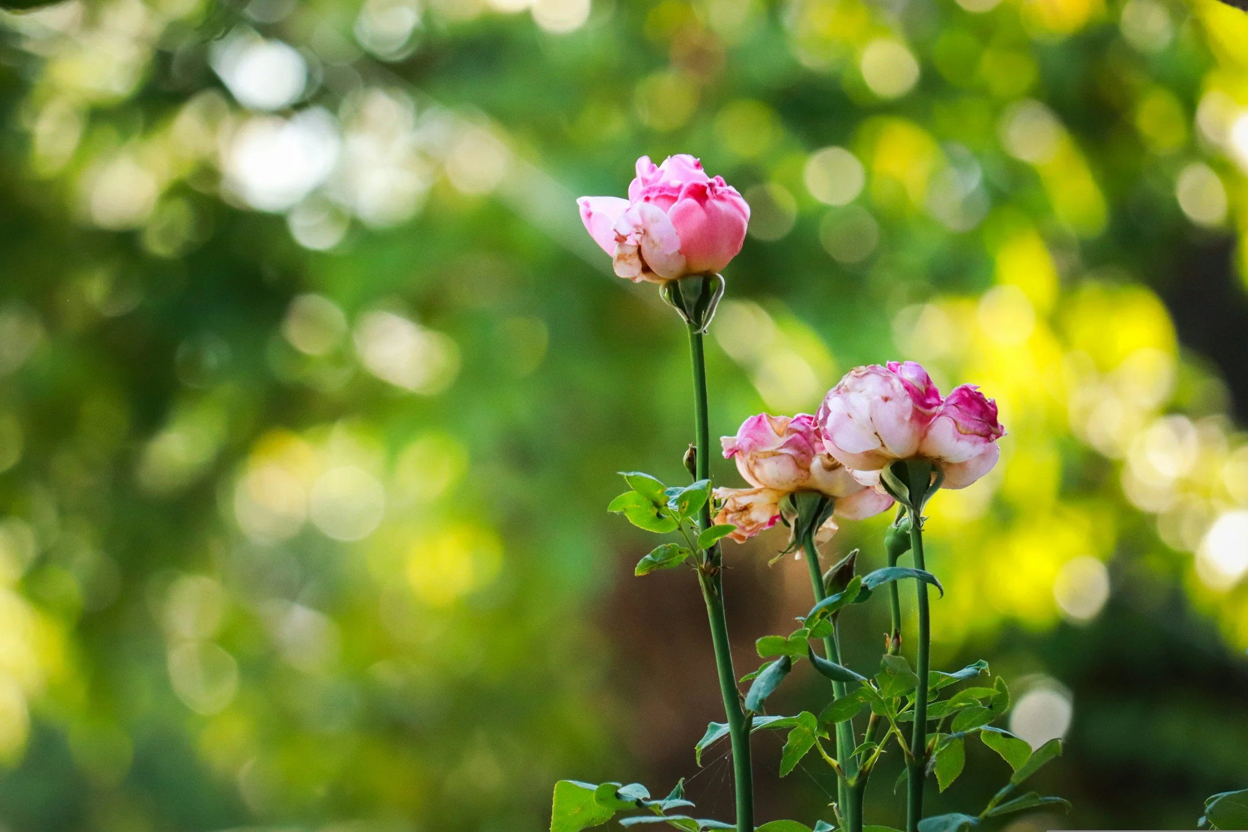 Pink roses blooming on a green plant with blurred greenery background.