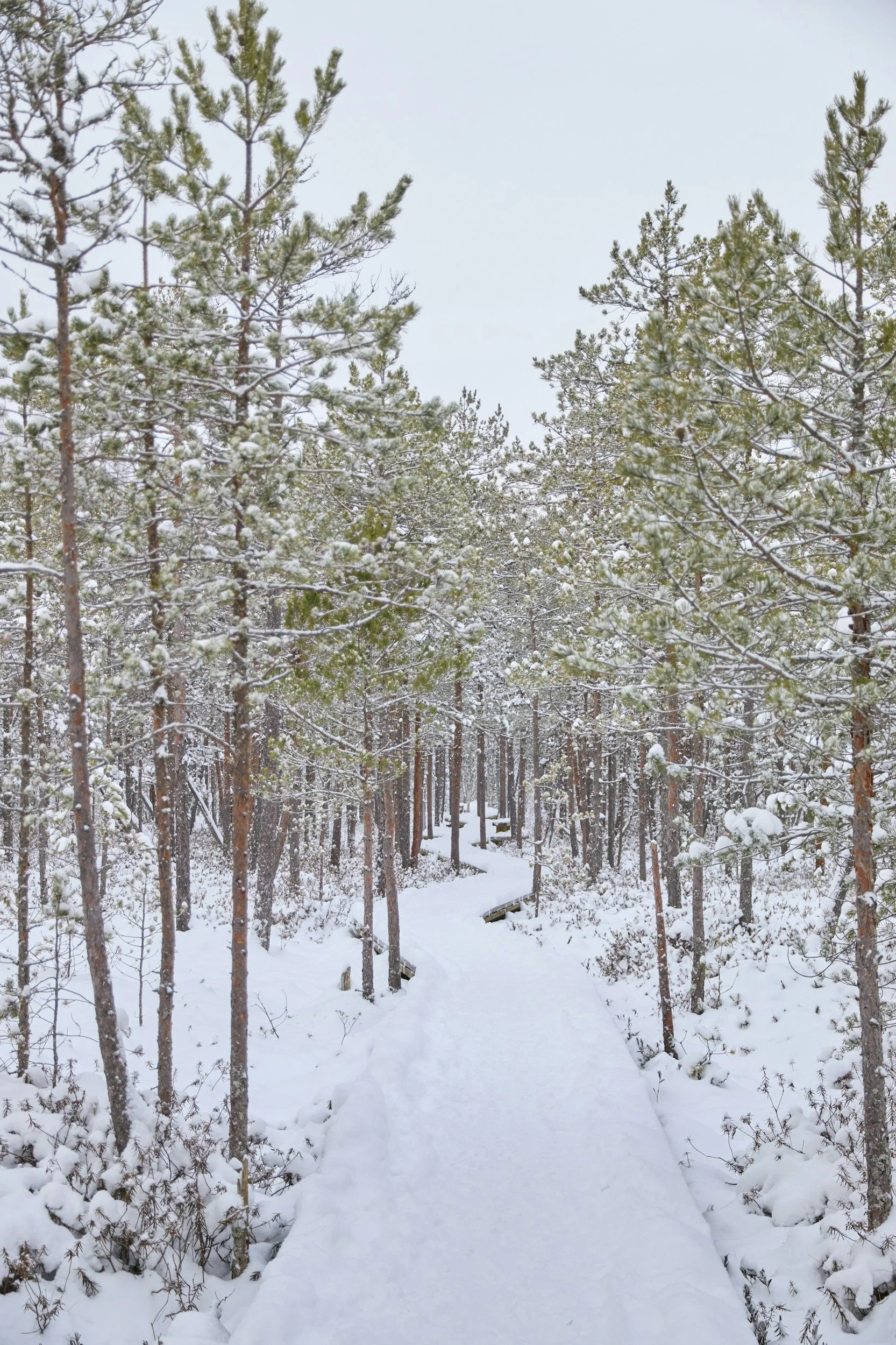 Snow-covered forest pathway with trees on either side and a small bridge in the distance.