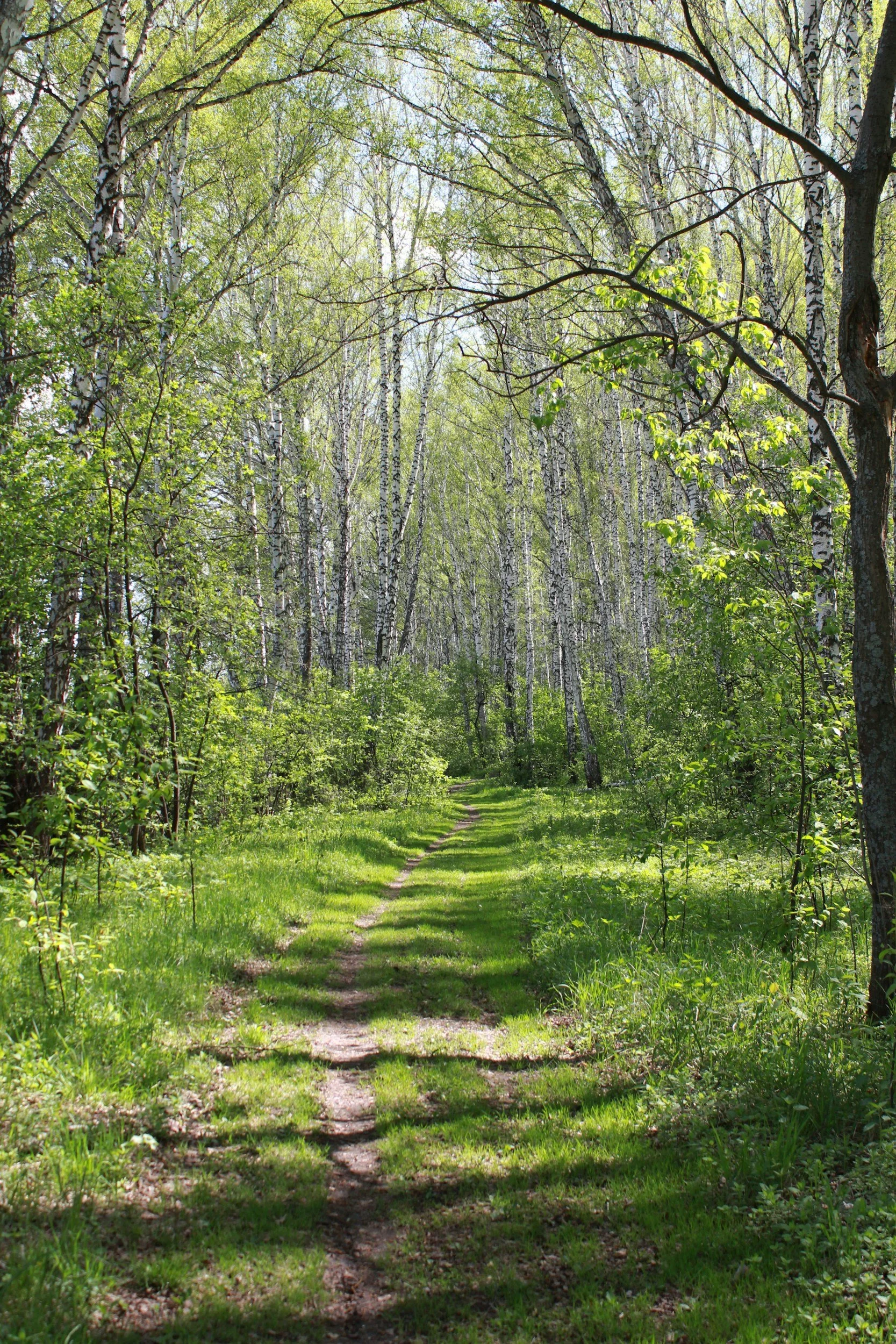 A green forest scene with a narrow dirt trail running through grass, surrounded by tall, leafy trees with white bark, under a clear sky.