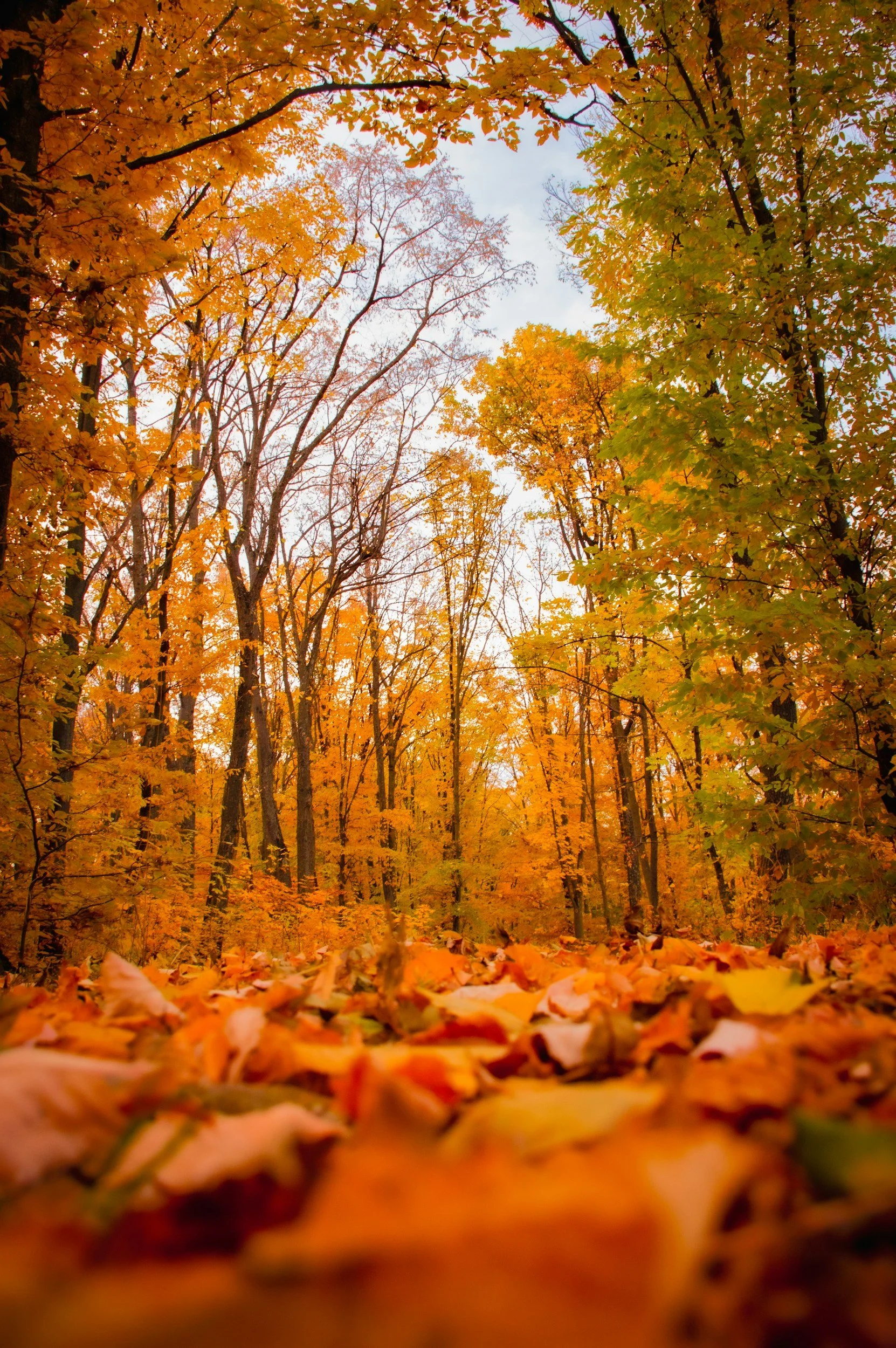 A forest scene during autumn with fallen leaves in orange, yellow, and brown covering the ground. Tall trees with orange and yellow foliage reach towards a partly cloudy sky.