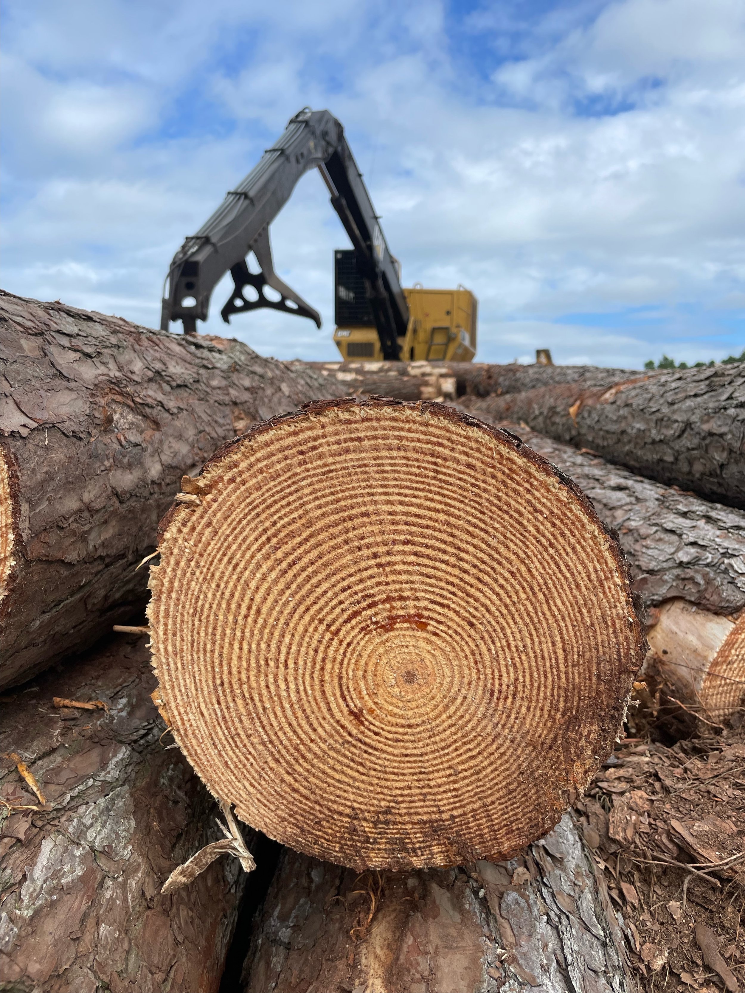 The Importance of Hiring a Consulting Forester