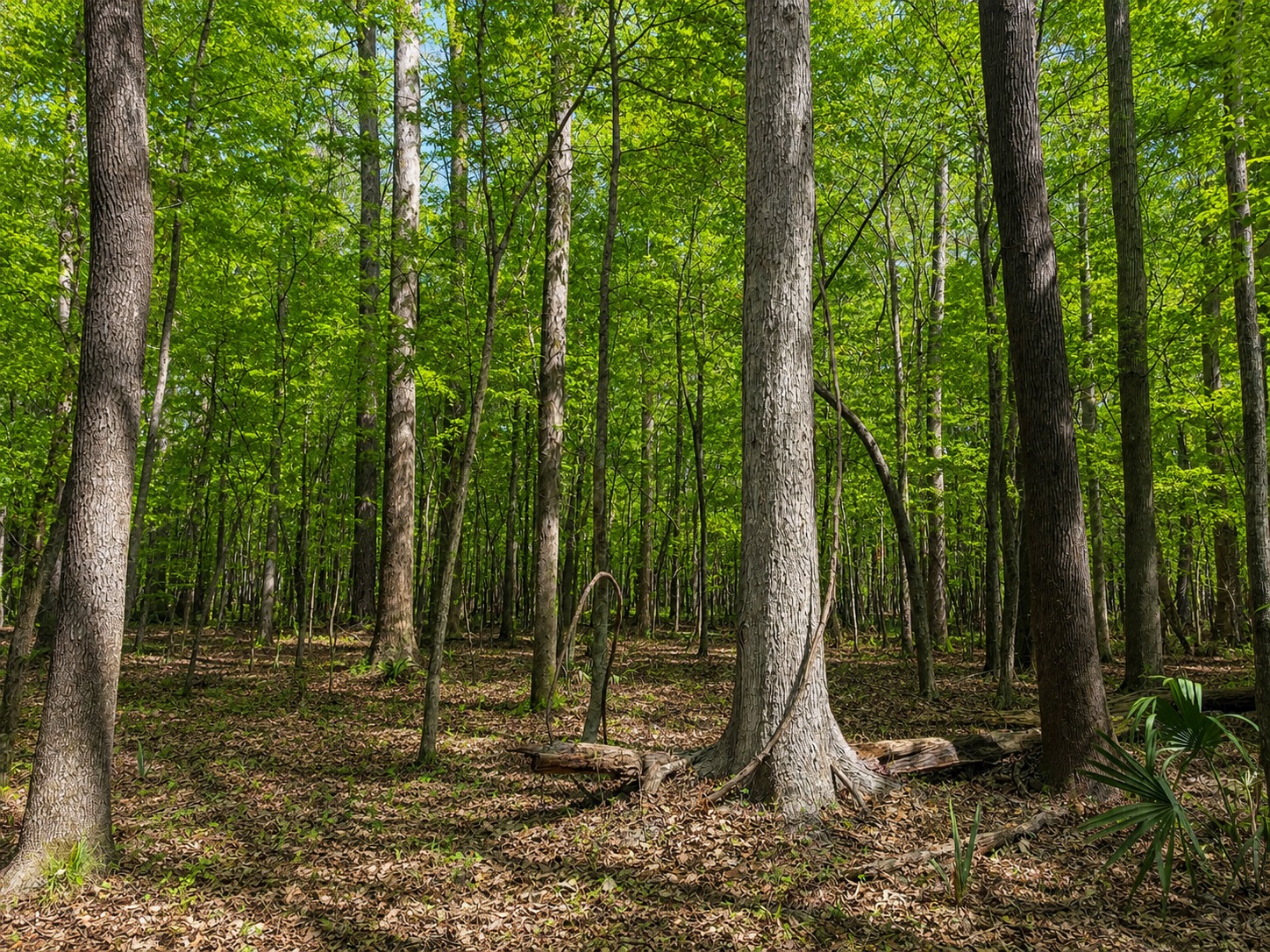 How North Carolina Forestland Owners May Reduce Property Taxes with PUV
