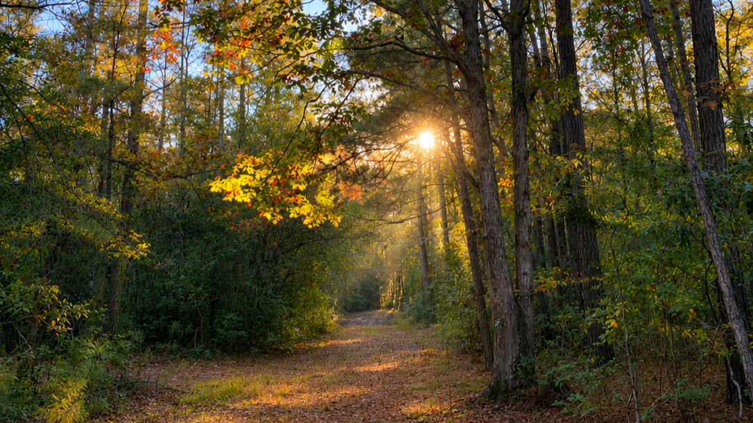 The Average North Carolina Forest Landowner Is 66. What's the Plan for the Next Generation?