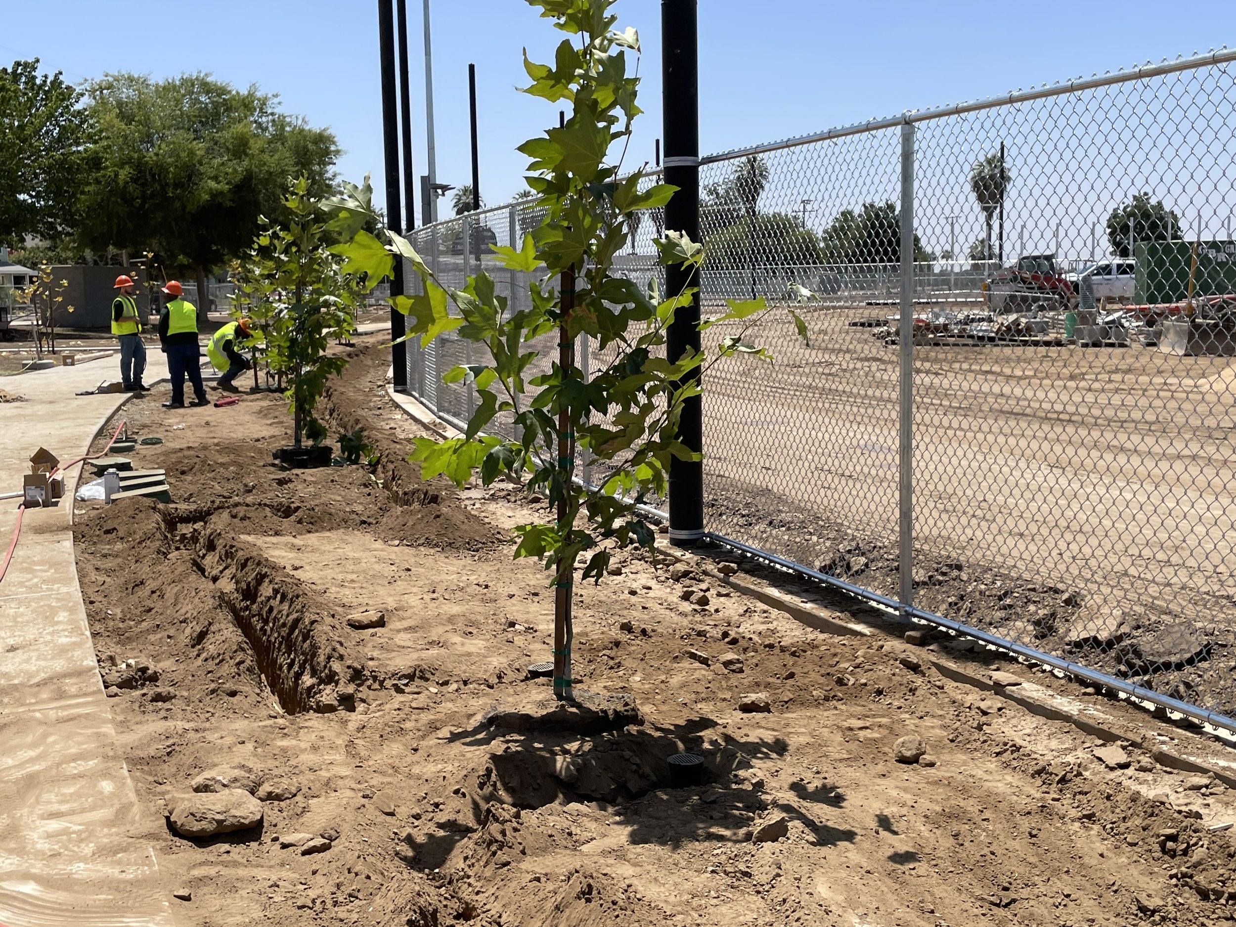 new planted tree