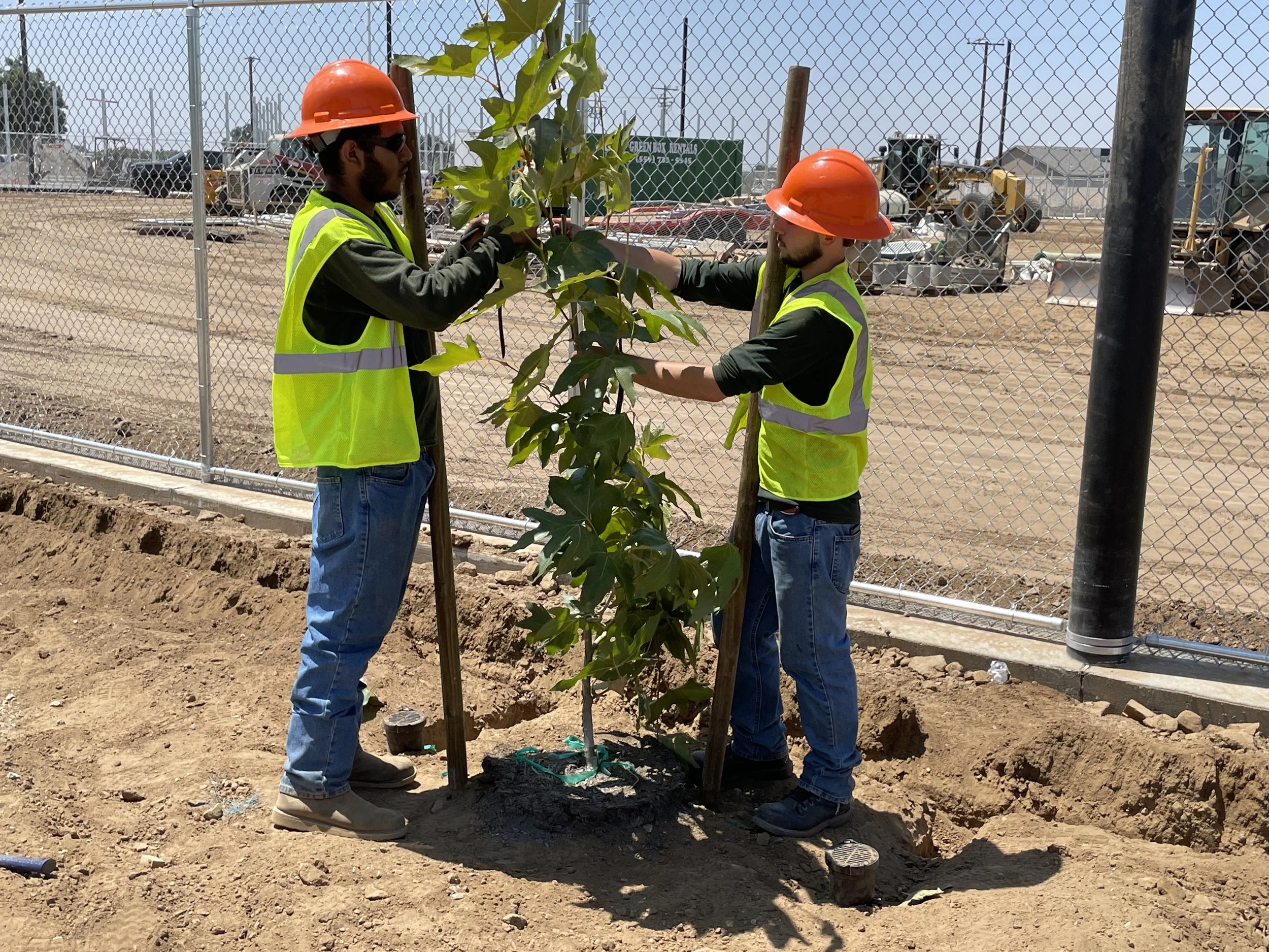 two men planting a new tree