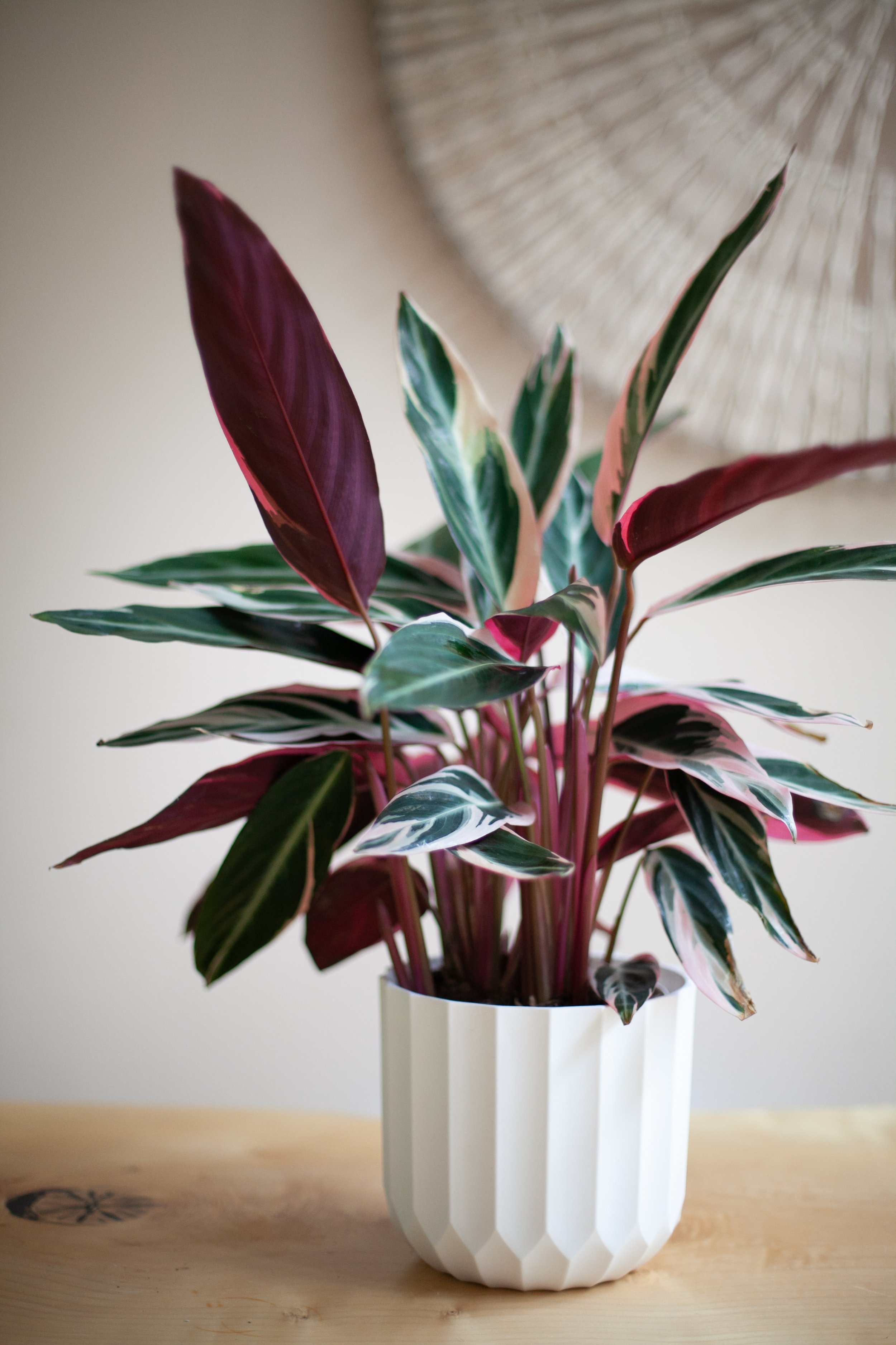 Triostar (Blush) Prayer Plant