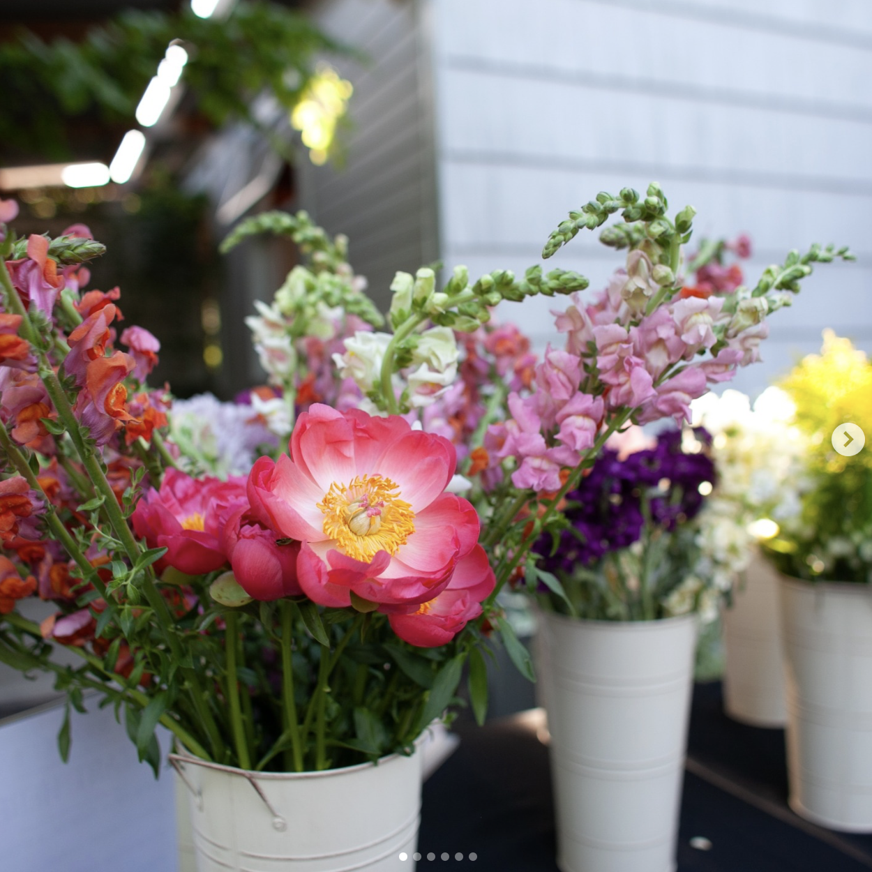 Colorful flowers in white pots on a black surface outdoors, with a gray house siding and greenery in the background.