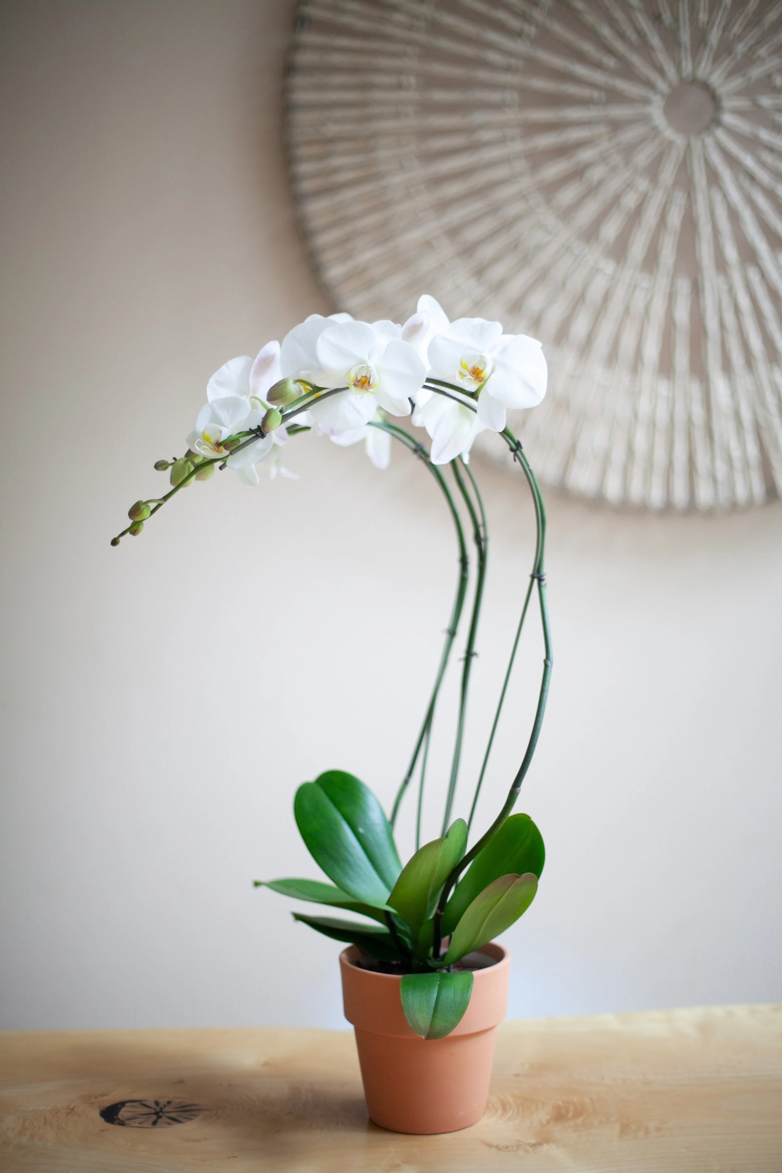 White Orchid