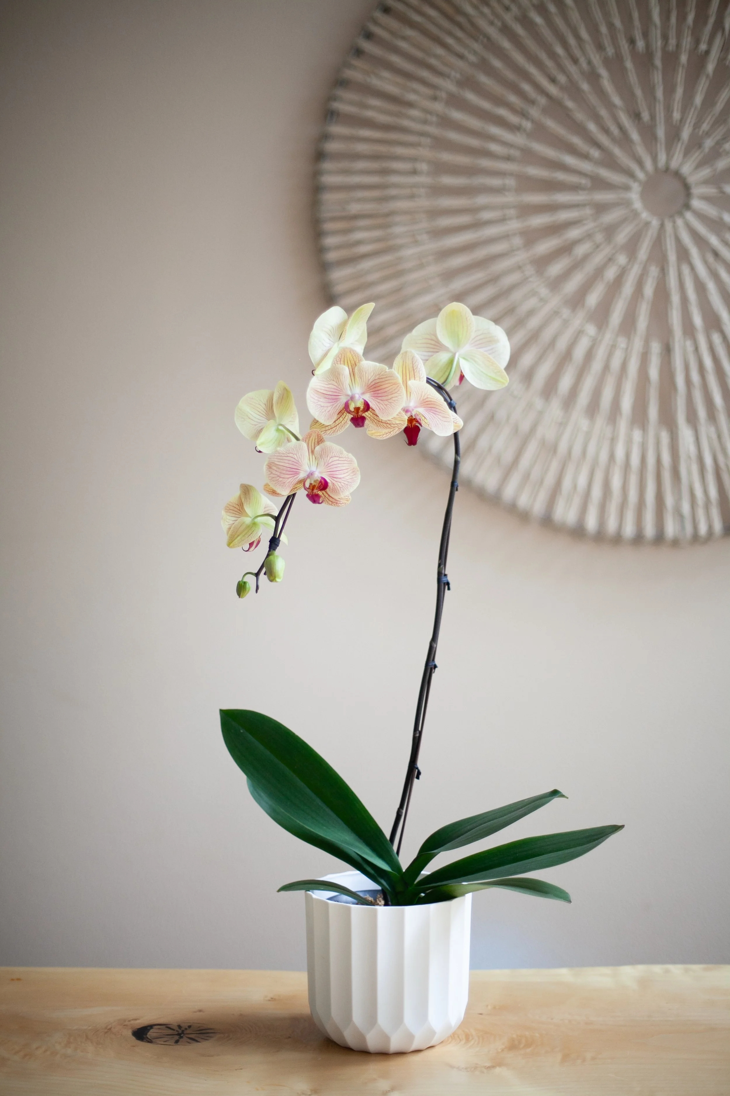 Seasonal Orchid