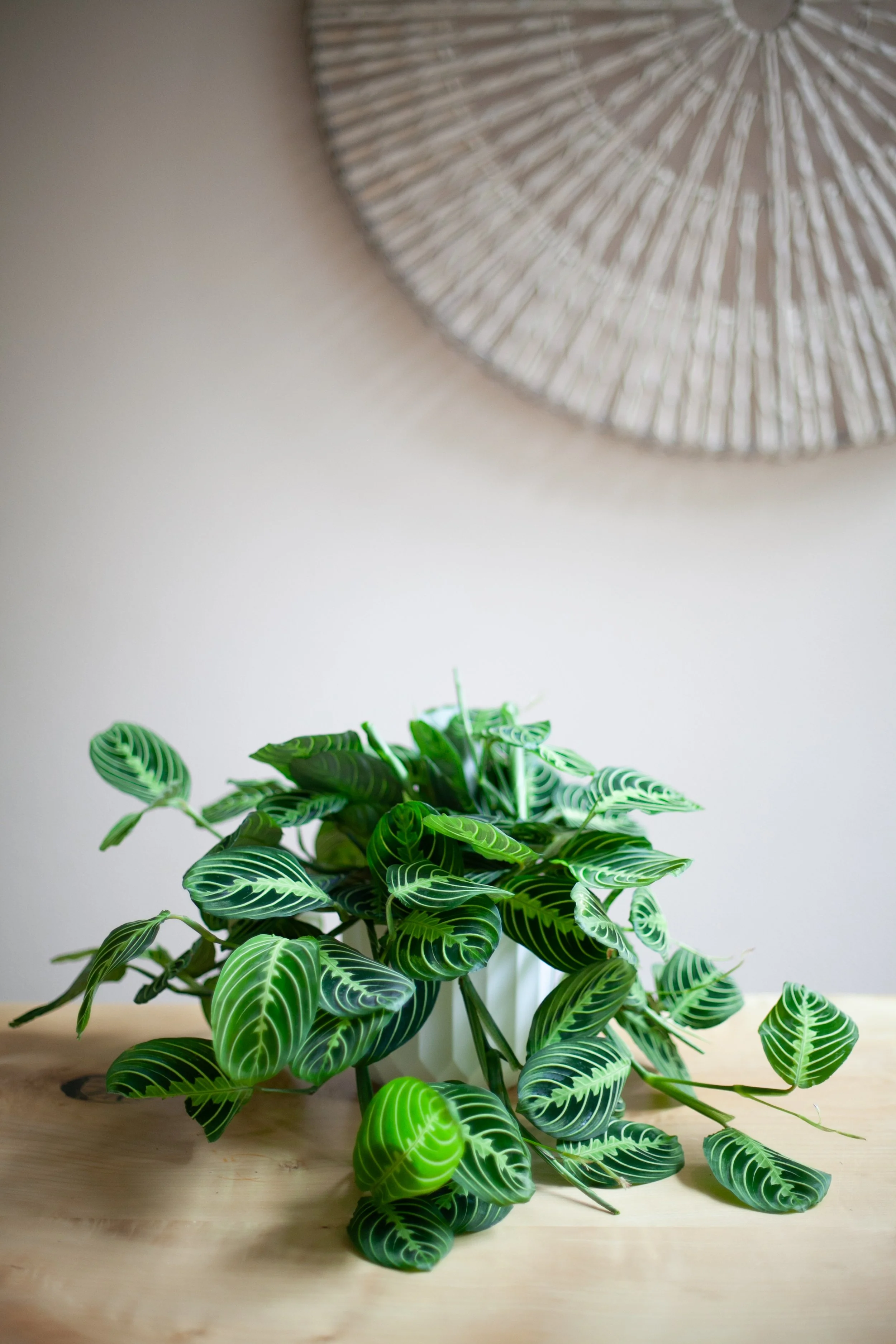 Maranta (Classic) Prayer Plant