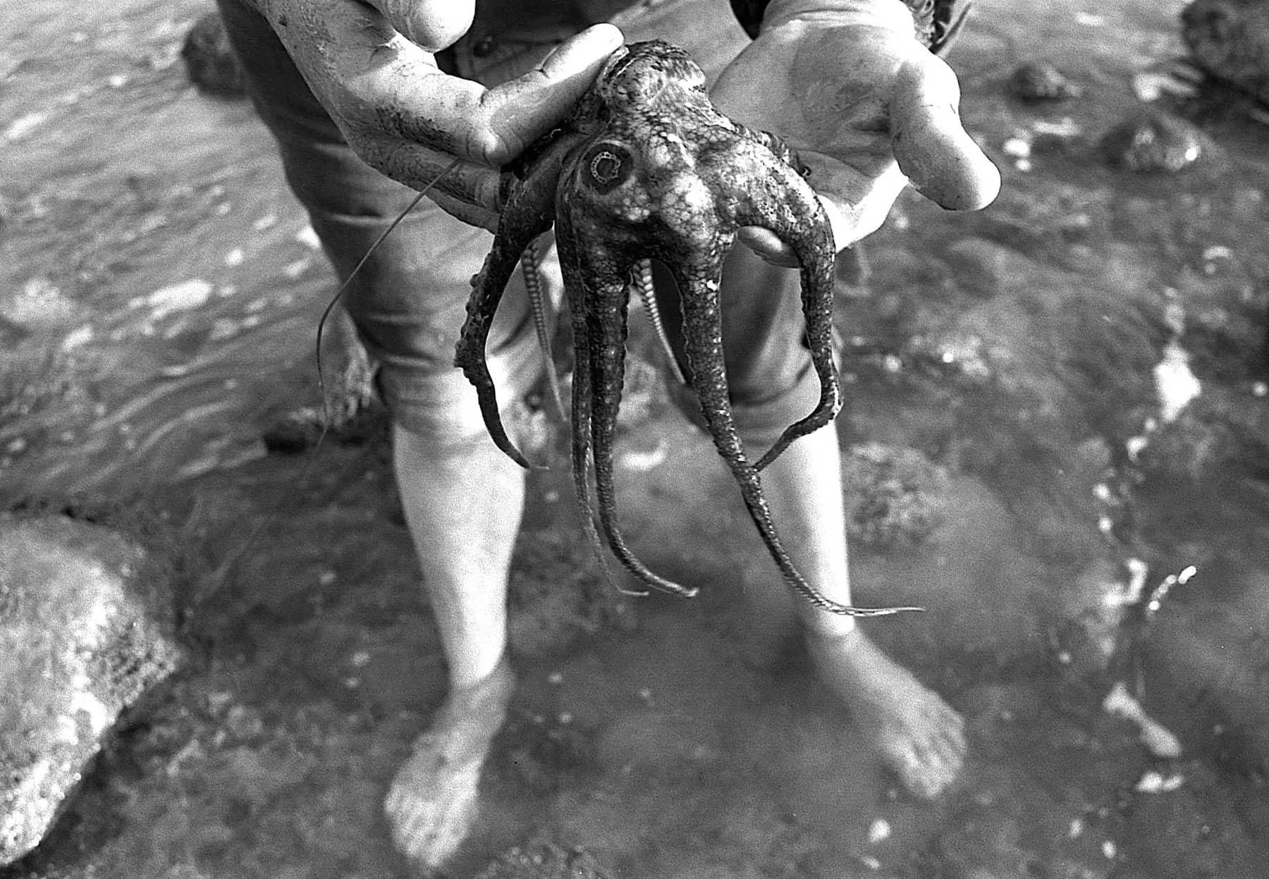 05_octopus_leo_carrillo.jpg