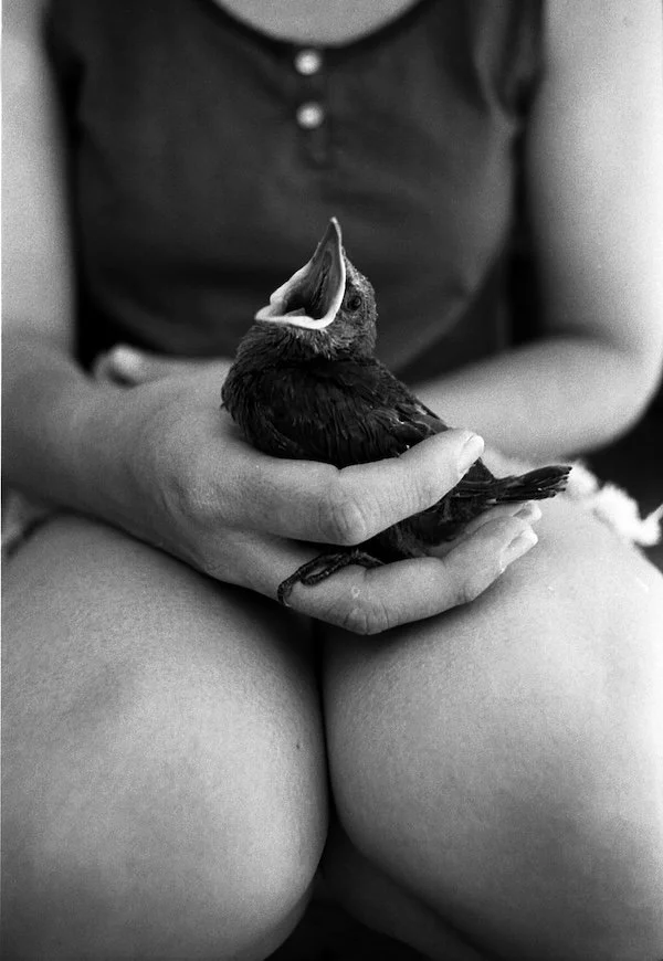 17_bird_rescue.jpg