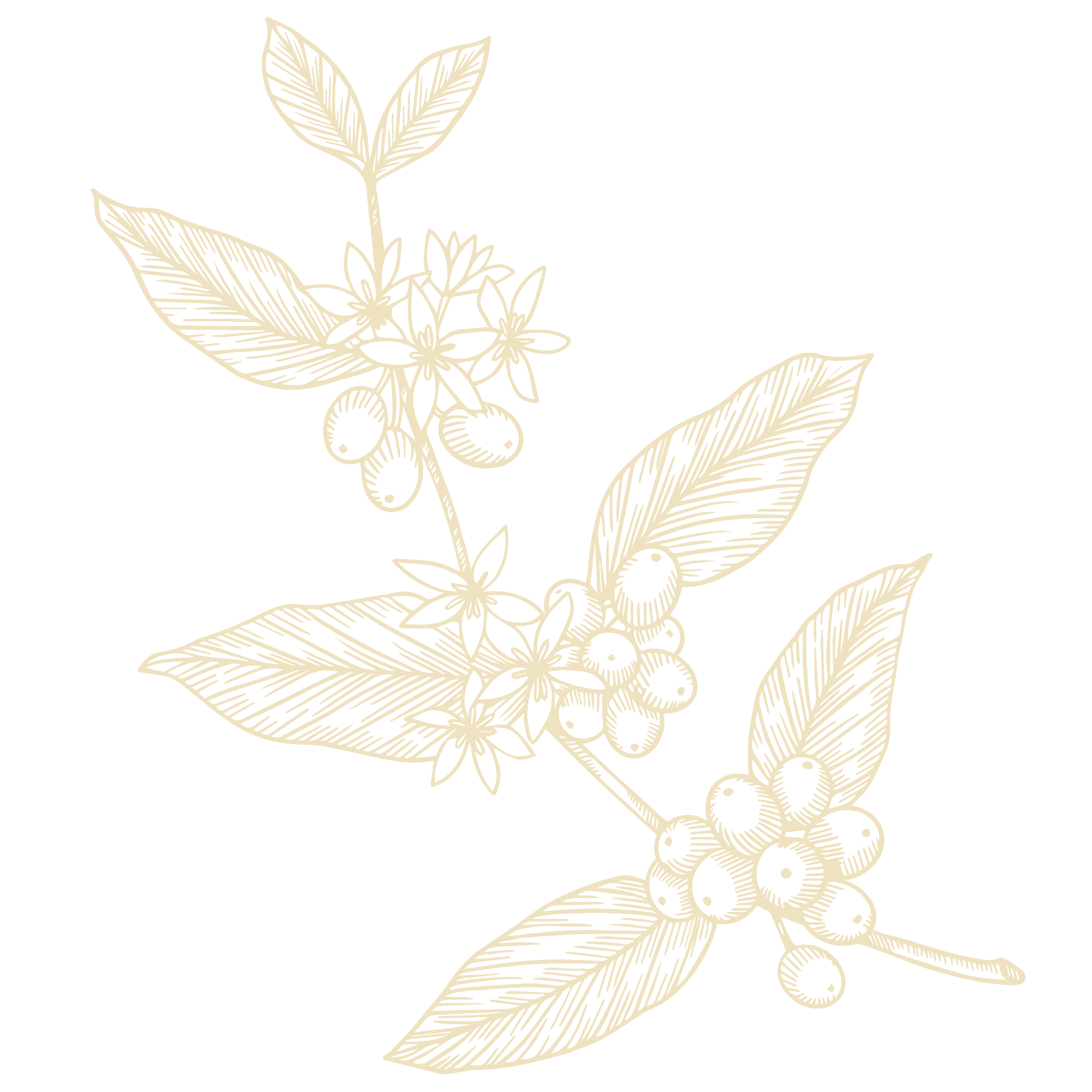 Line drawing of coffee plant branches with leaves, flowers, and berries on a black background.