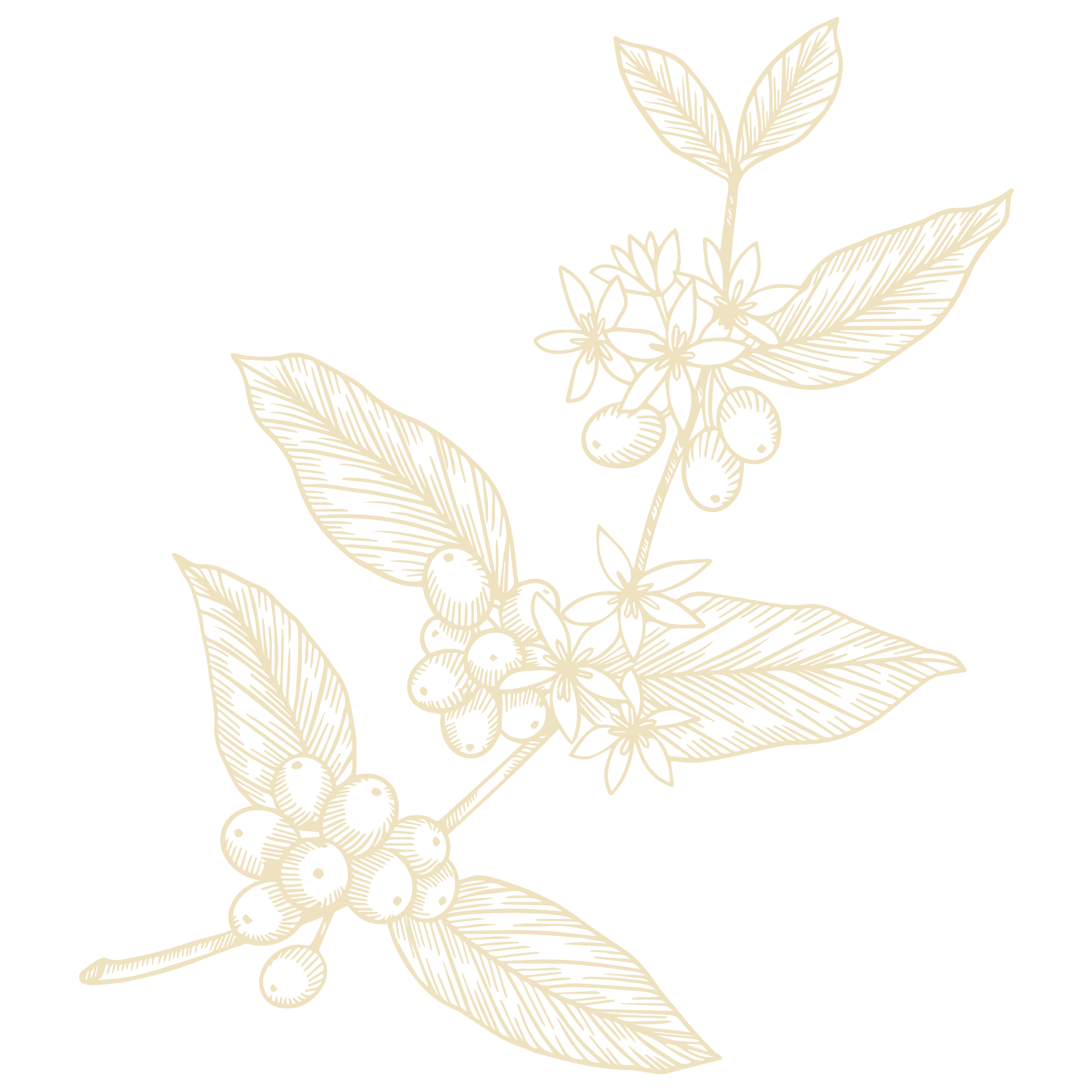 A detailed, vintage line drawing of a coffee plant branch with leaves, flowers, and coffee cherries against a black background.