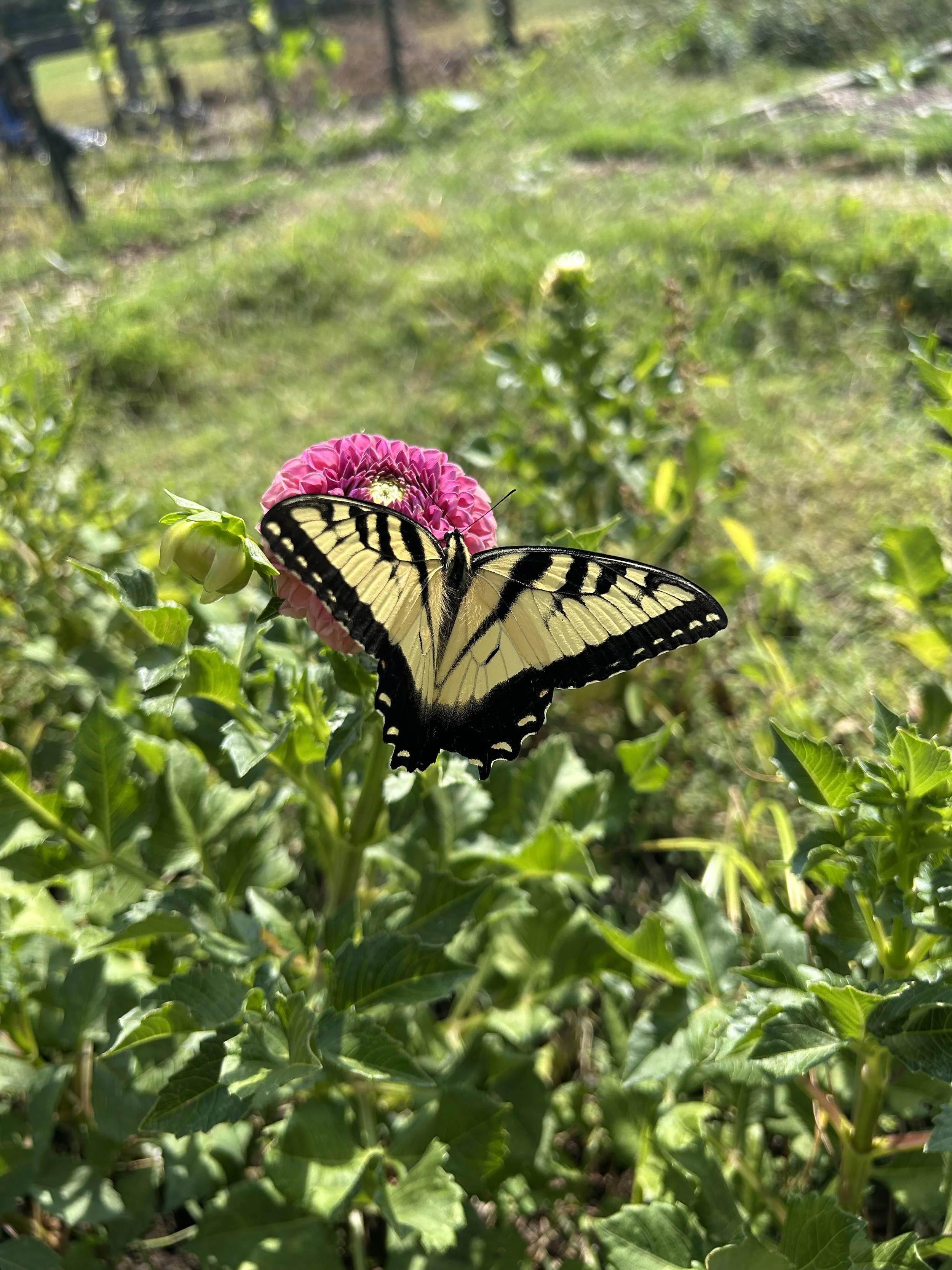 Sponsor a Square Foot