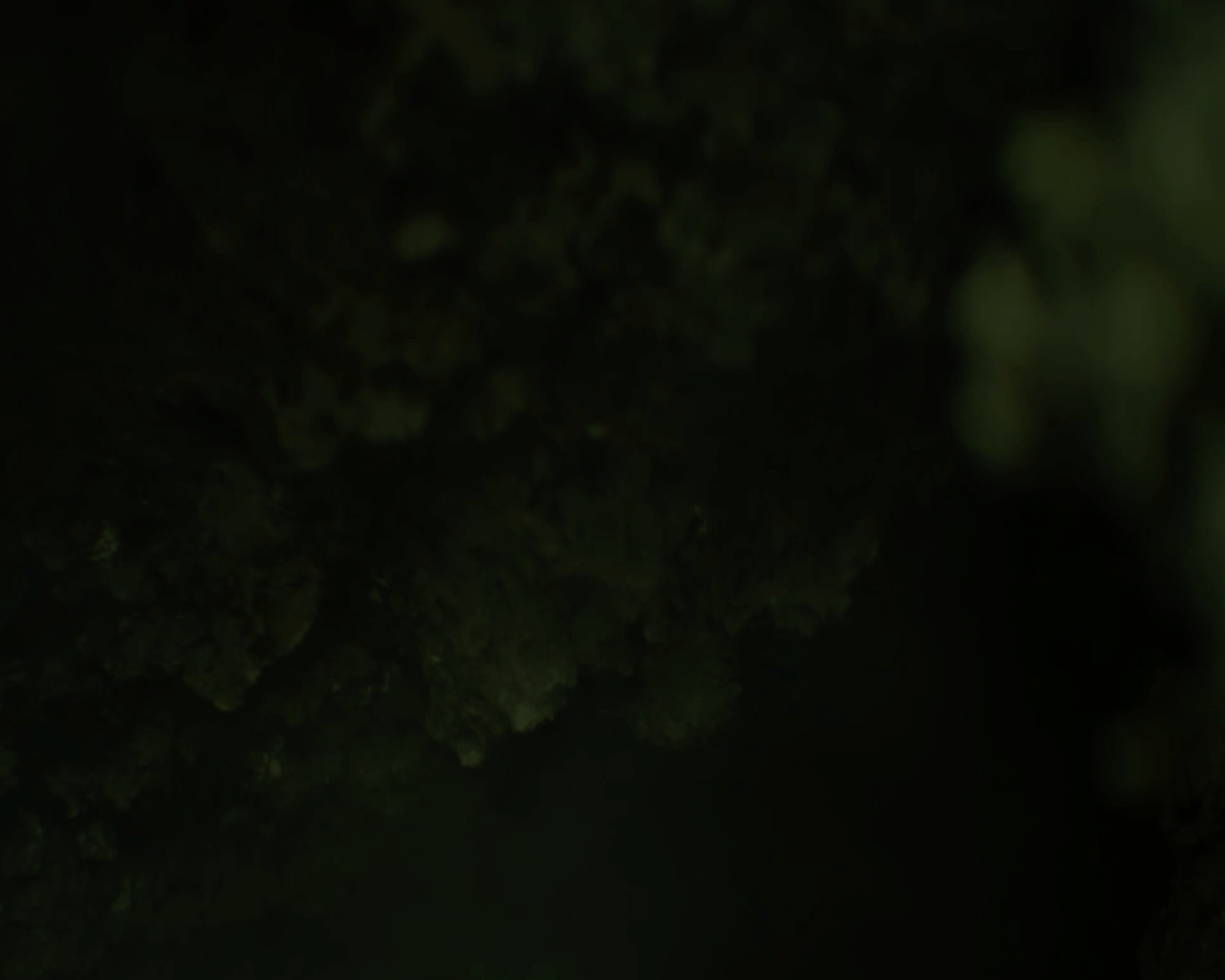Dark, blurry image with faint greenish shapes resembling moss or plants.