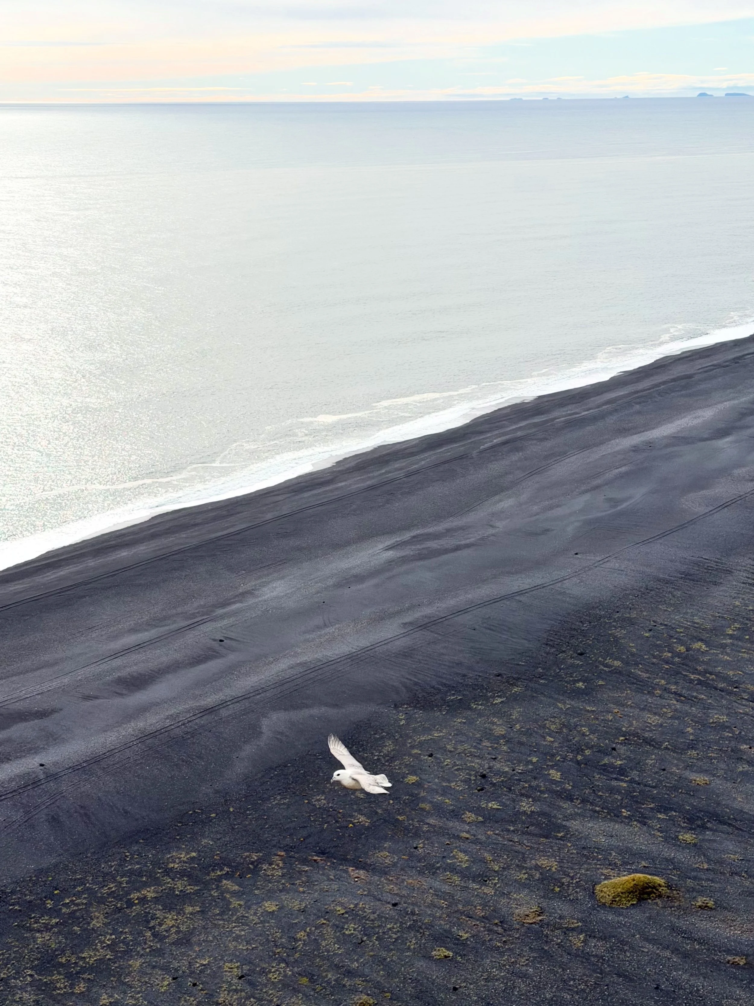 Seagull at Dyrhólaey, Iceland, 2026