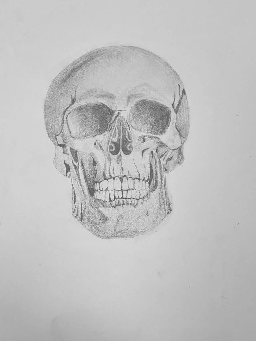 Skull, graphite on paper, 12" x 9”, 2023