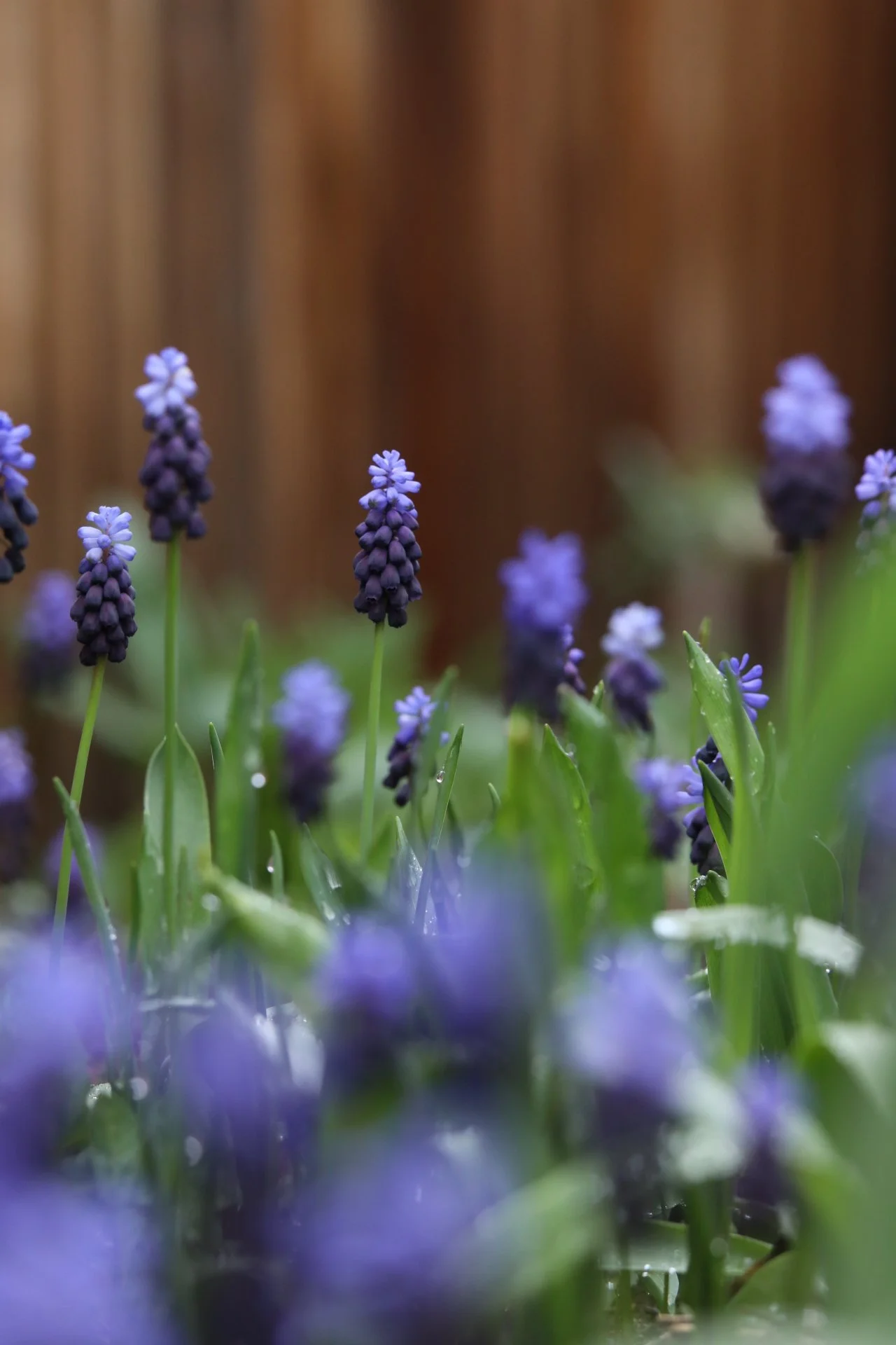 Grape Hyacinth Series Image 2, 2021