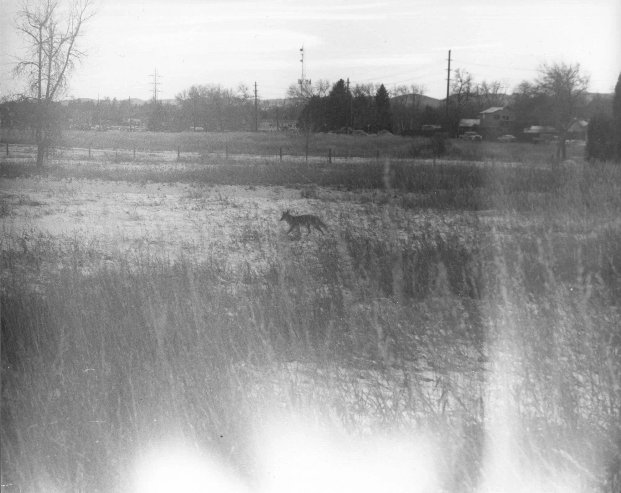 Coyote Light Leak, film photography, 10” x 8”, 2024