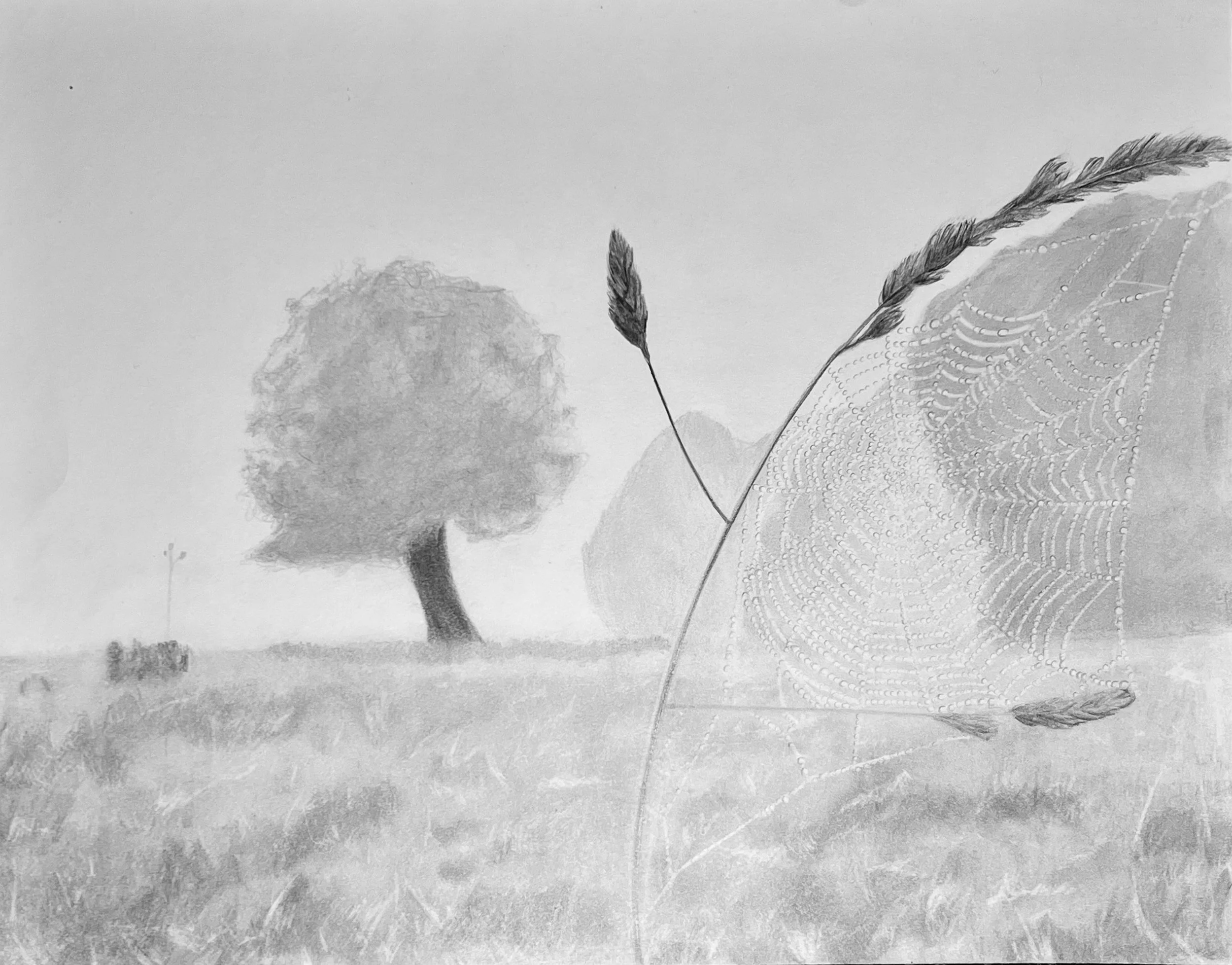 Meadows Web, graphite on paper, 11” x 14”, 2023