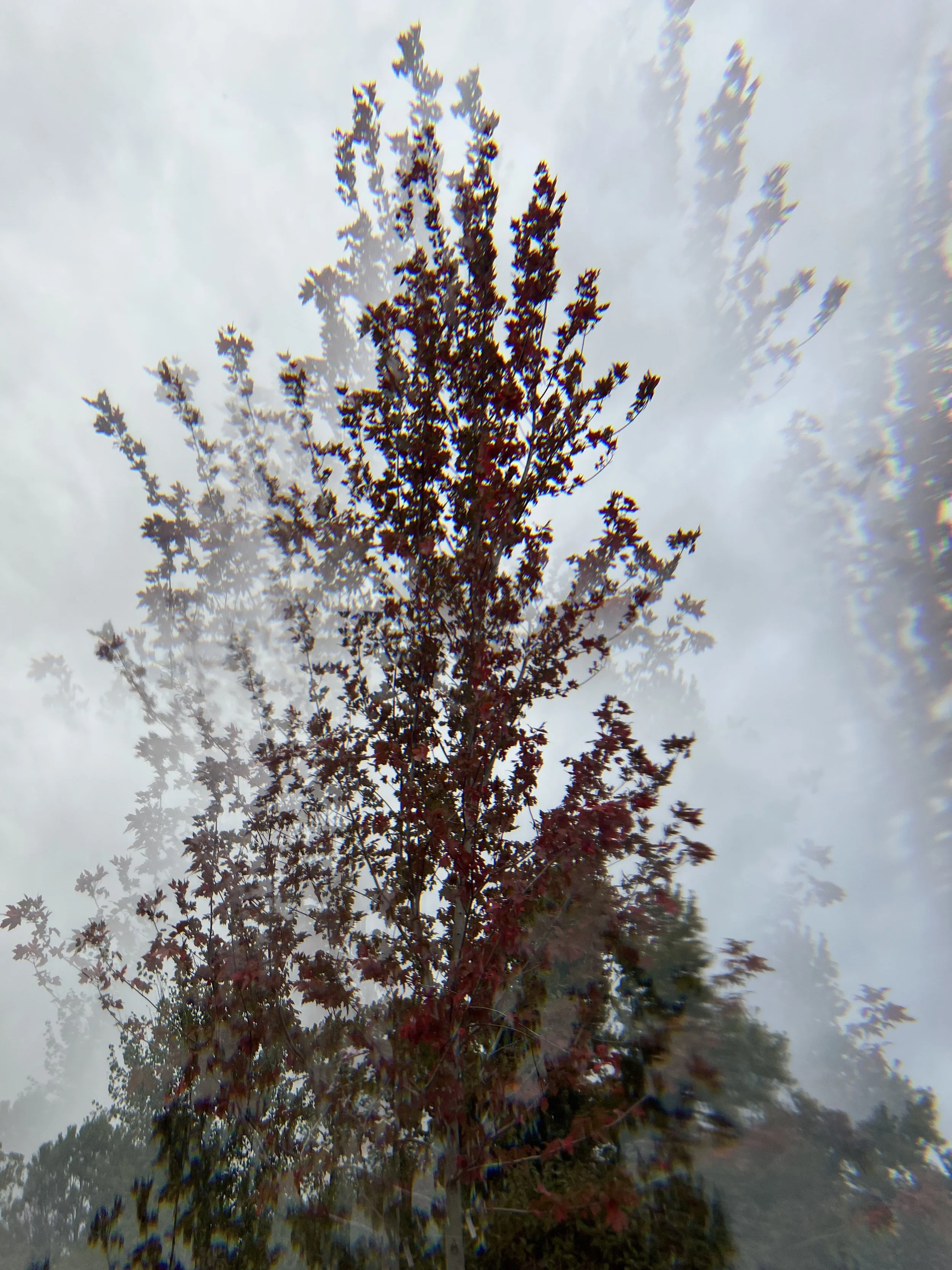 Crystal Tree Series Image 4, 2023