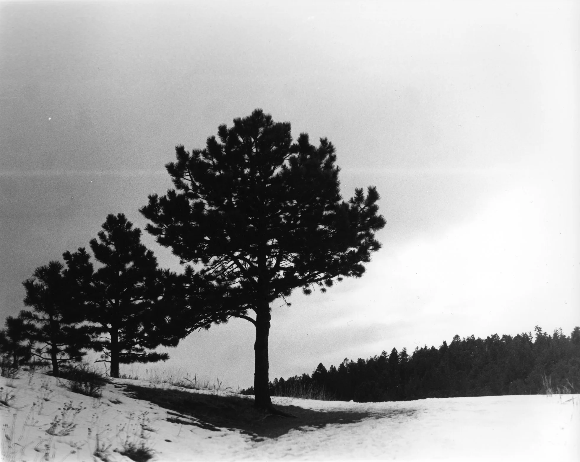 Three Trees, film photography, 10” x 8”, 2024