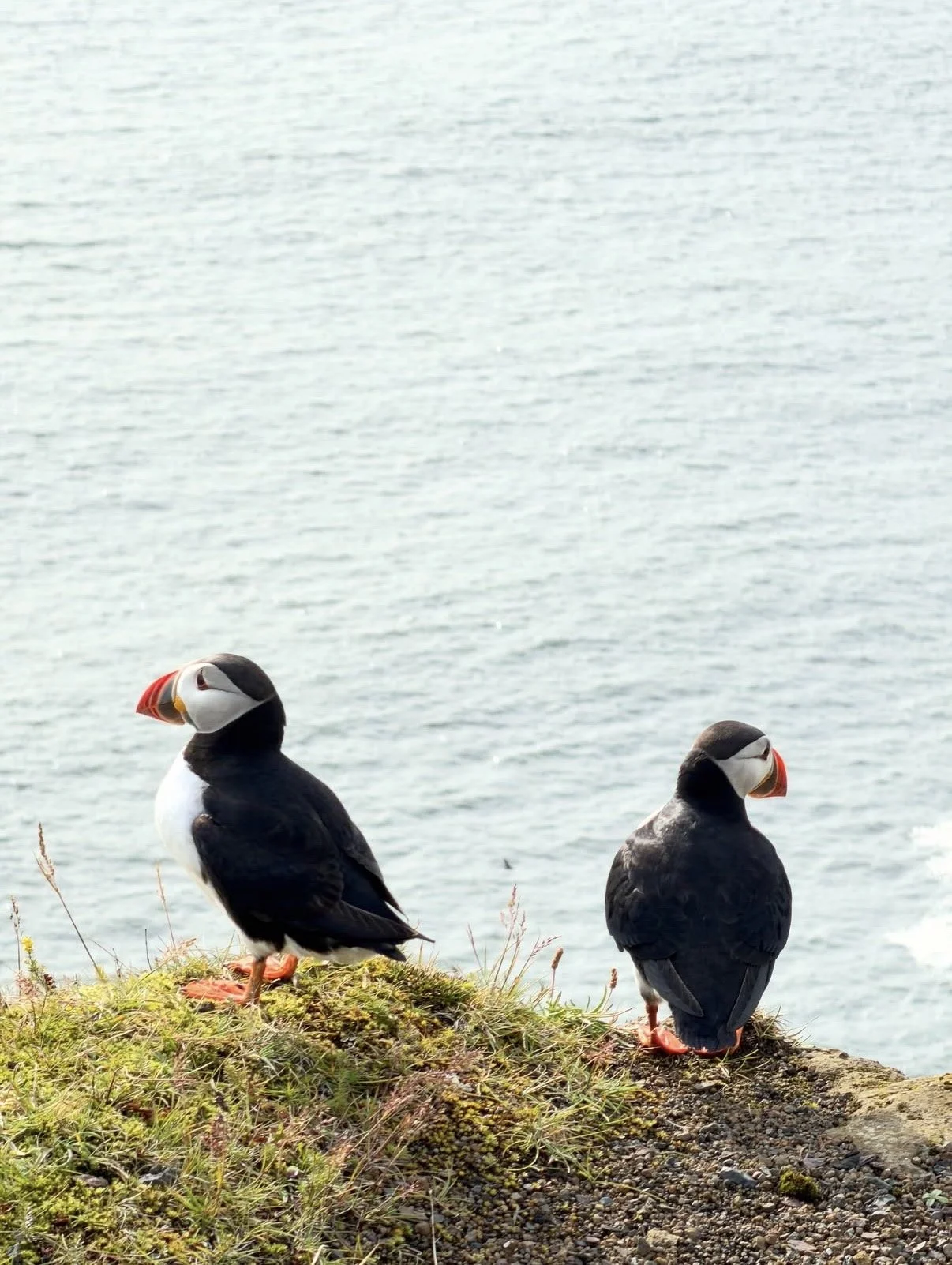 Puffins at Dyrhólaey, Iceland, 2026