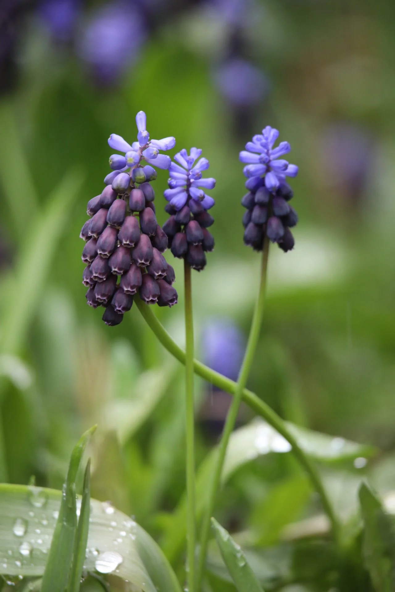 Grape Hyacinth Series Image 1, 2021