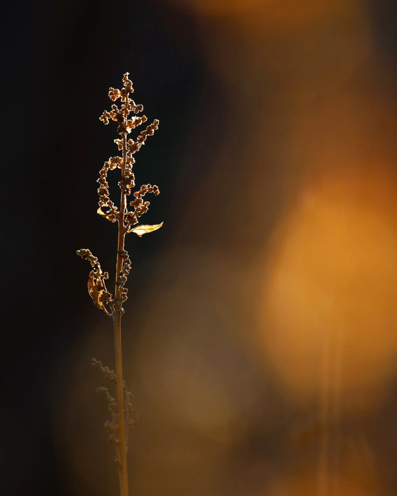 Dead Flower Closeup, 2021