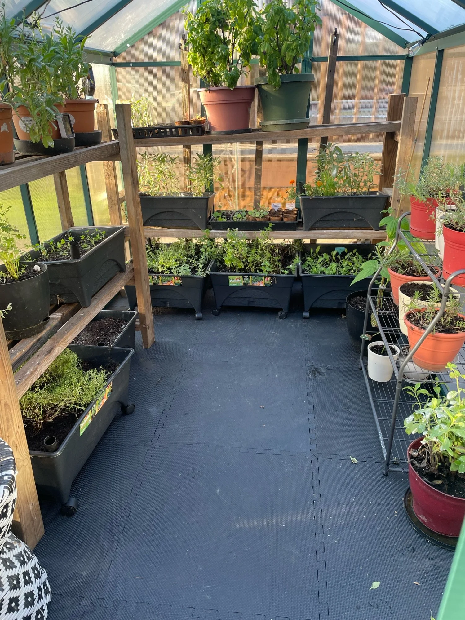 The Harmony Homestead greenhouse with multiple shelves filled with potted plants, including herbs, vegetables, and flowers. The greenhouse has transparent walls and a dark rubber mat flooring.