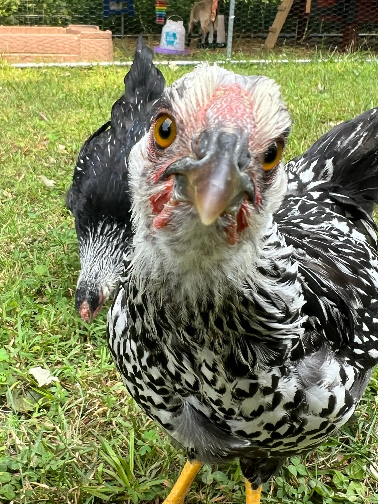 Harmony Homesteading-09.jpeg