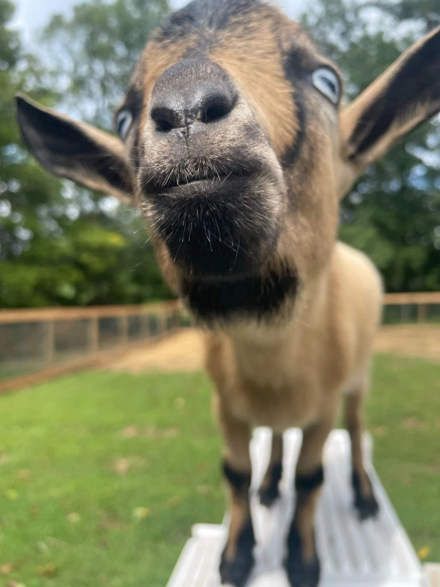 Close-up of a goat's face, showing its nose, eyes, and mouth, with a blurred background of trees and grass.