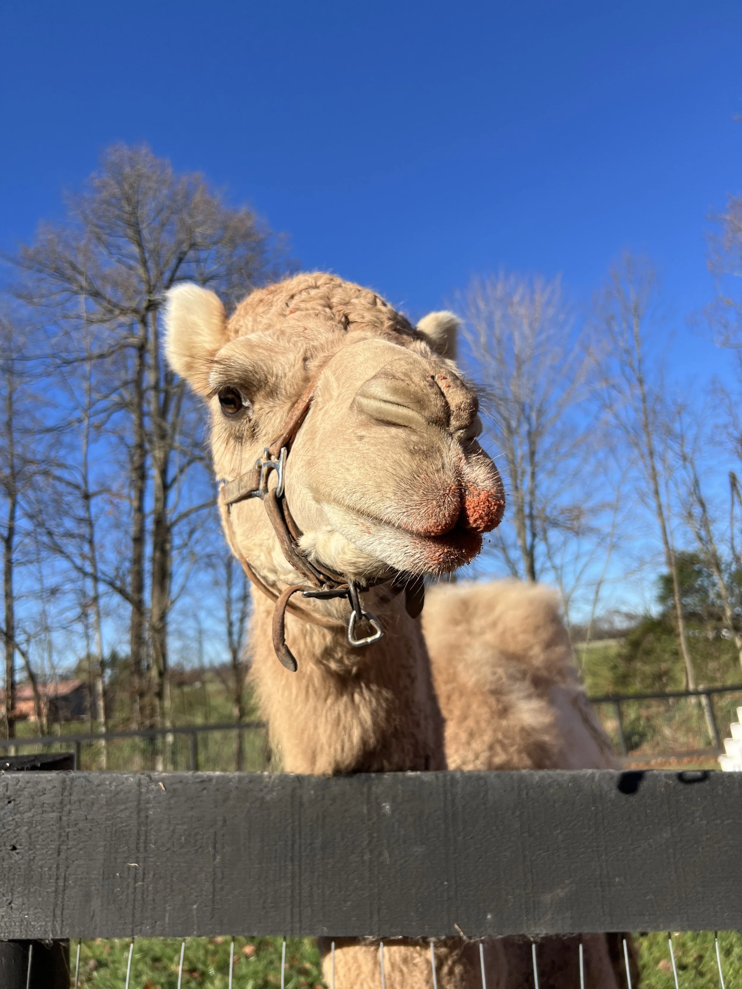 A close-up of Lucy the camel's head and neck, with a black fence in the foreground and leafless trees in the background under a clear blue sky.