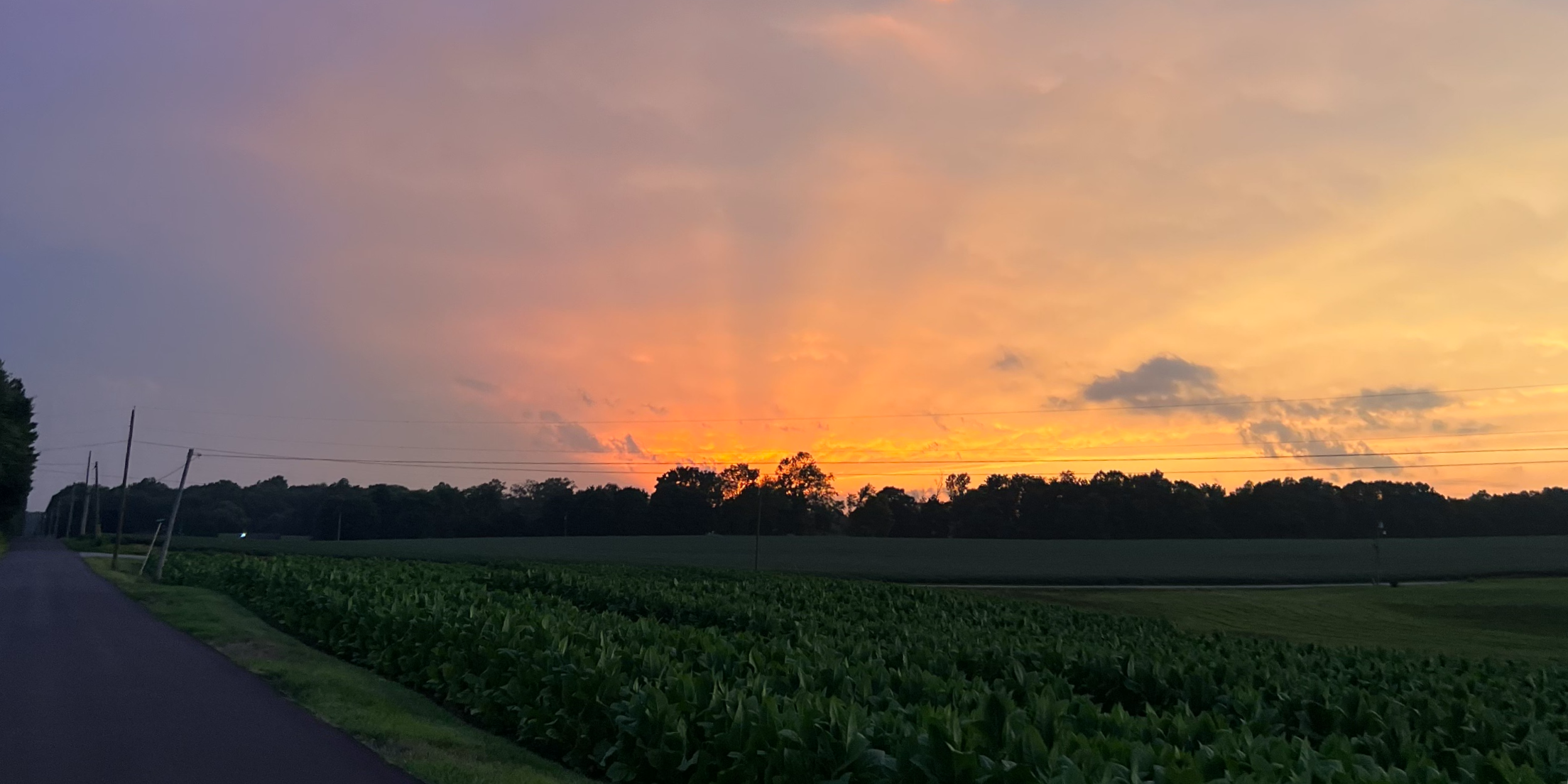 The rural landscape of Harmony Homestead at sunset with a vibrant orange and pink sky, silhouettes of trees and power lines, a paved road on the left, and green fields in the foreground.