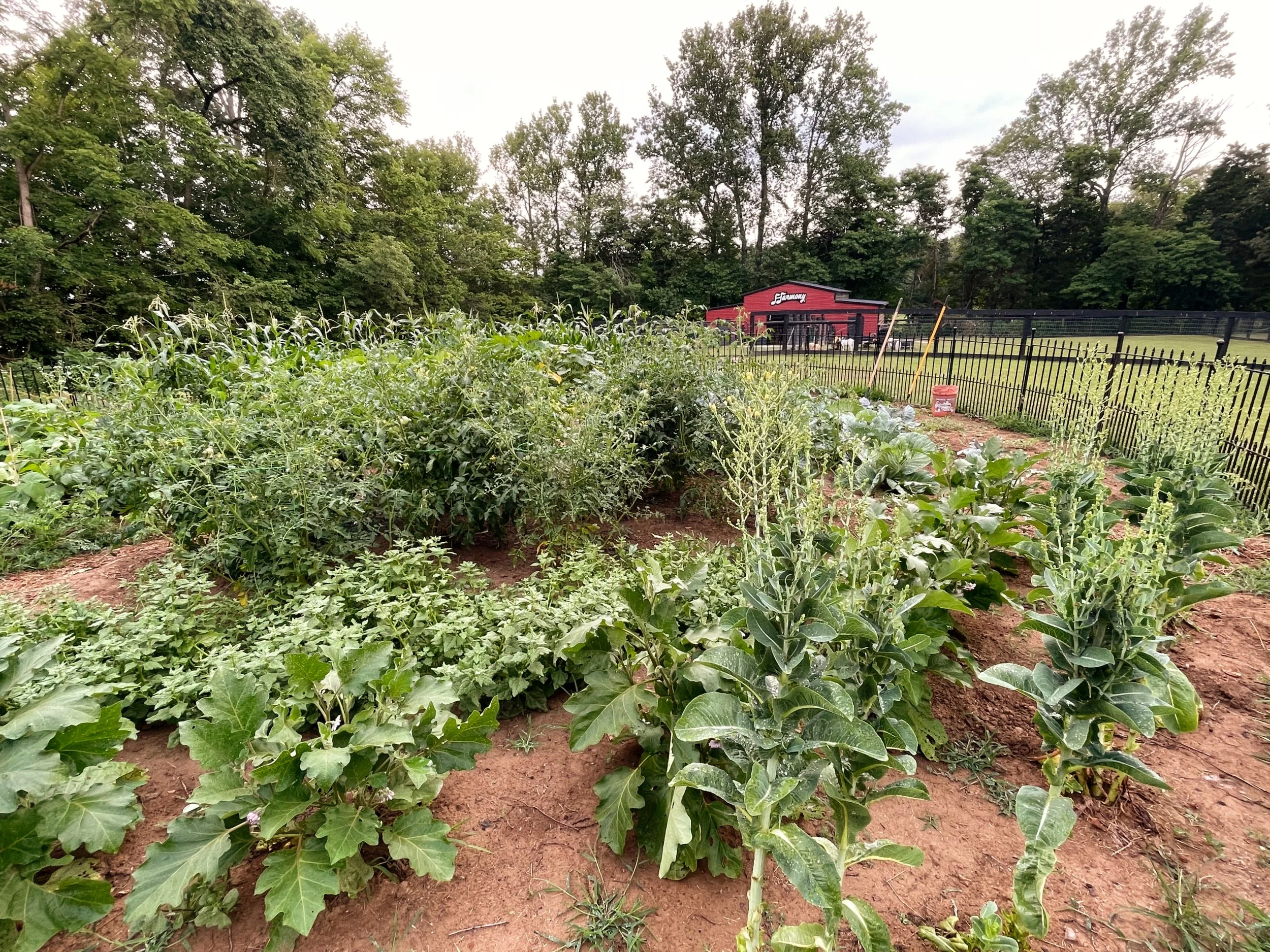 The garden at Harmony Homestead with lush green leafy plants and vegetables growing in raised beds, surrounded by a black metal fence, with a red barn in the background and tall trees beyond.