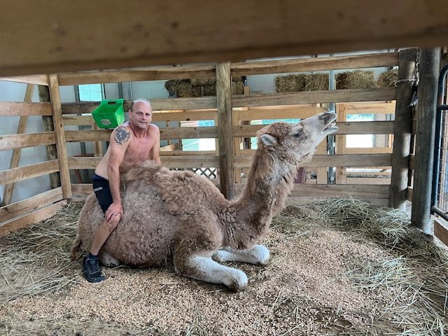 Ty riding Lucy, while she's seated inside a wooden barn with hay stacked in the background.