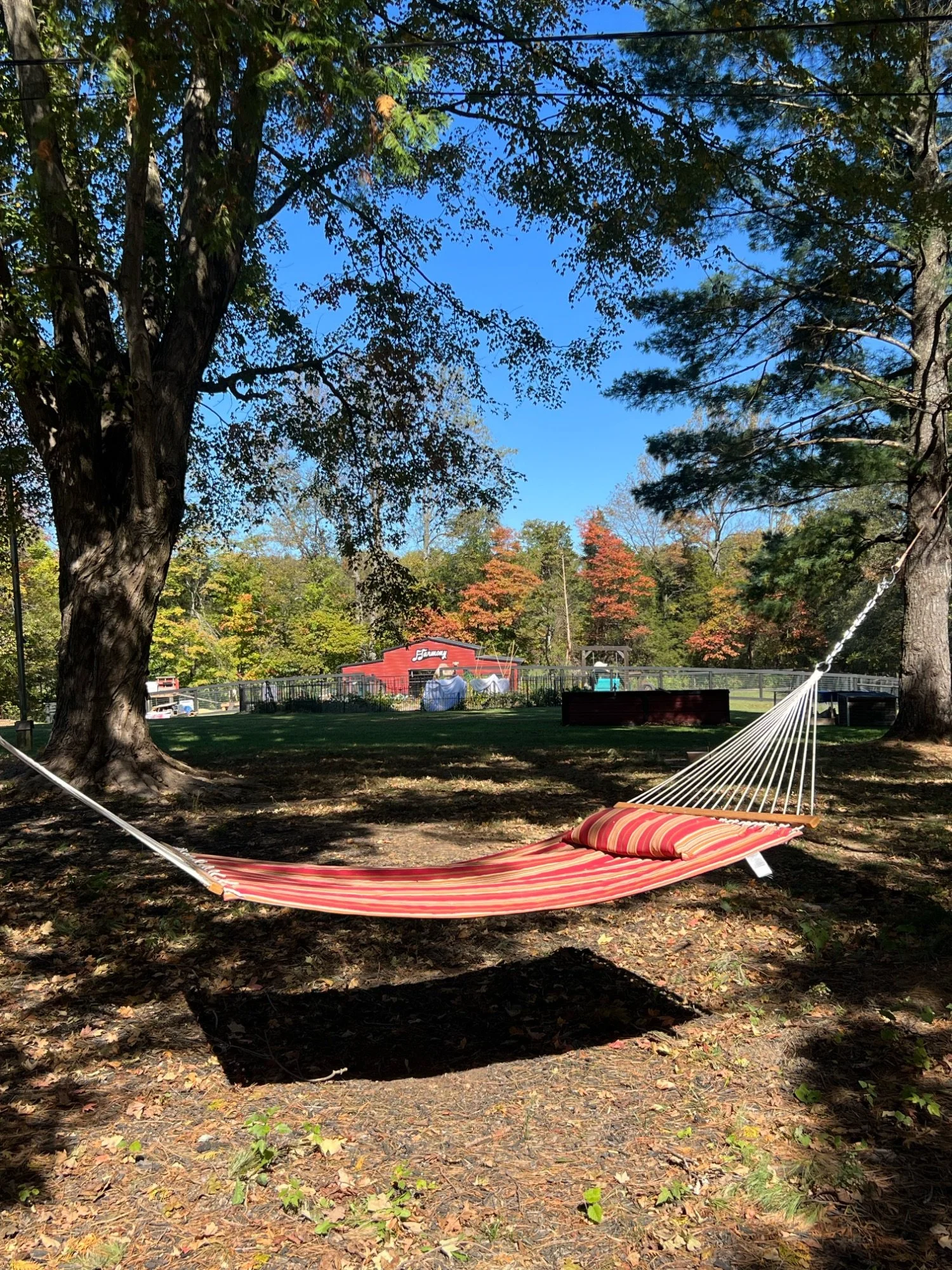 A red and white striped hammock with a matching pillow, suspended between two large trees in a park, with trees showing fall colors in the background under a clear blue sky in the backyard at Harmony Homestead.