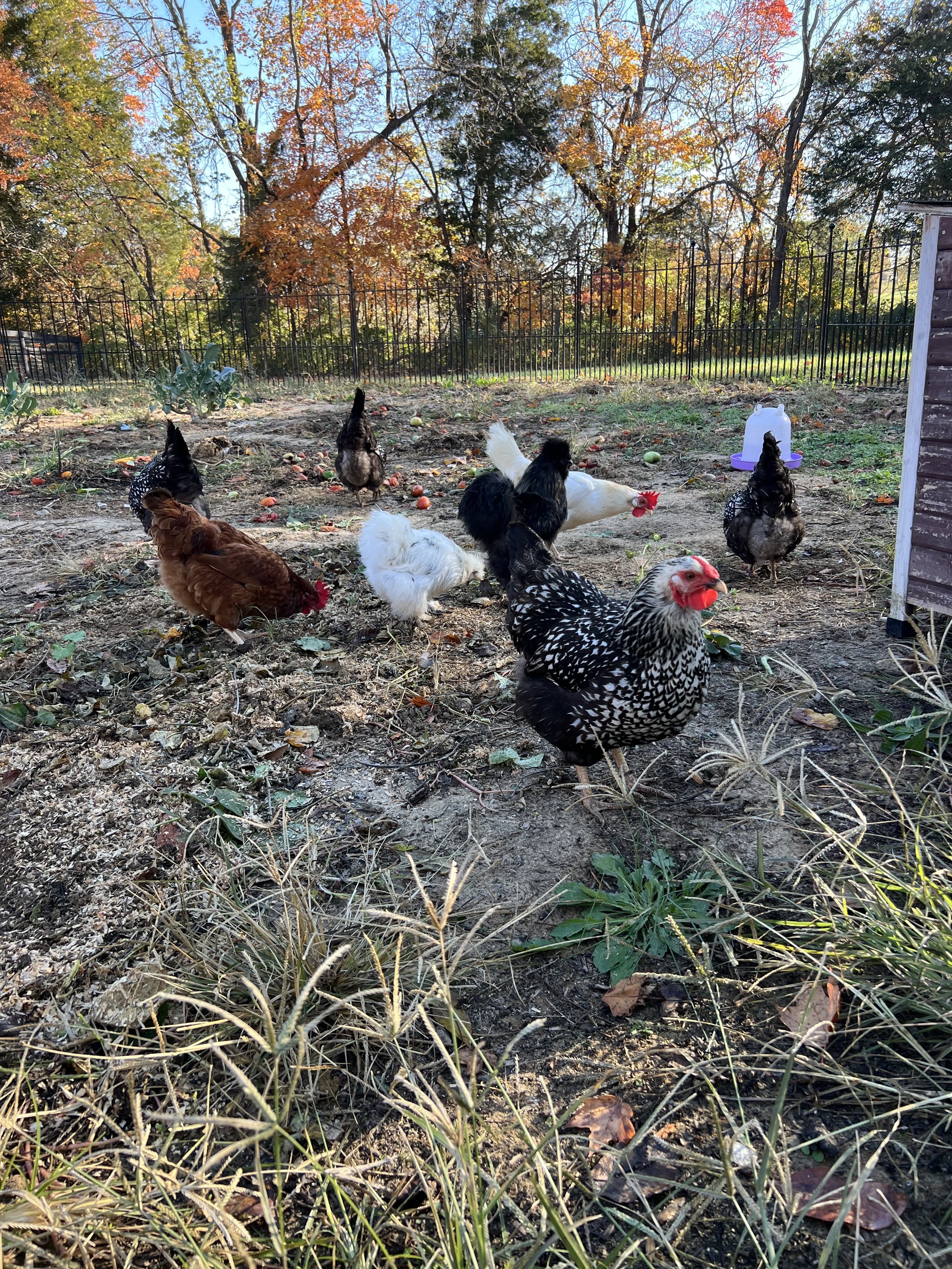 hosting chickens.jpeg