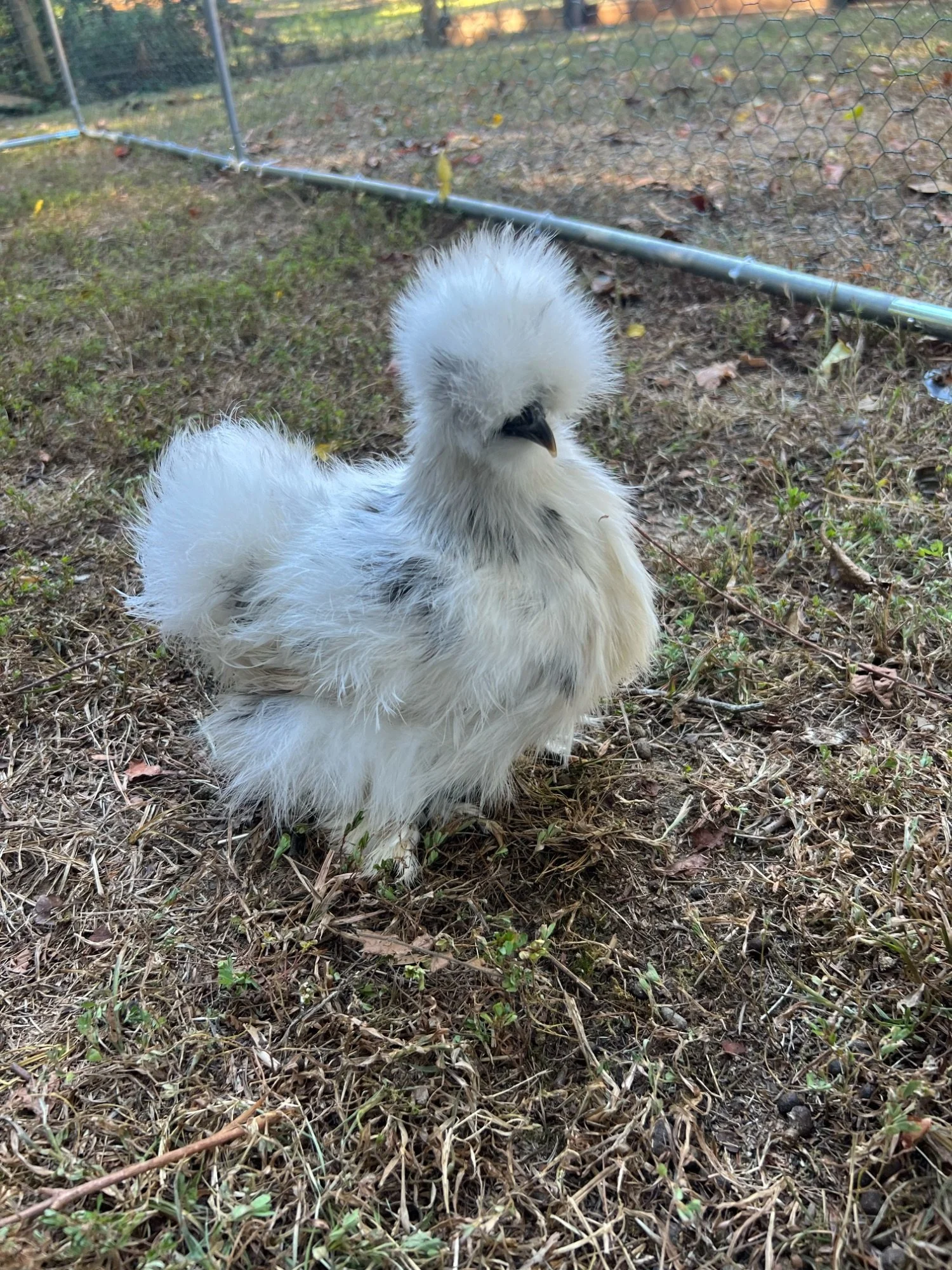 A fluffy white Silkie chicken sitting on grass with a wire fence and trees in the background at Harmony Homestead