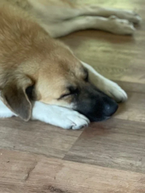 A dog lying on a hardwood floor with its head resting on its front paws, appearing to be sleeping.