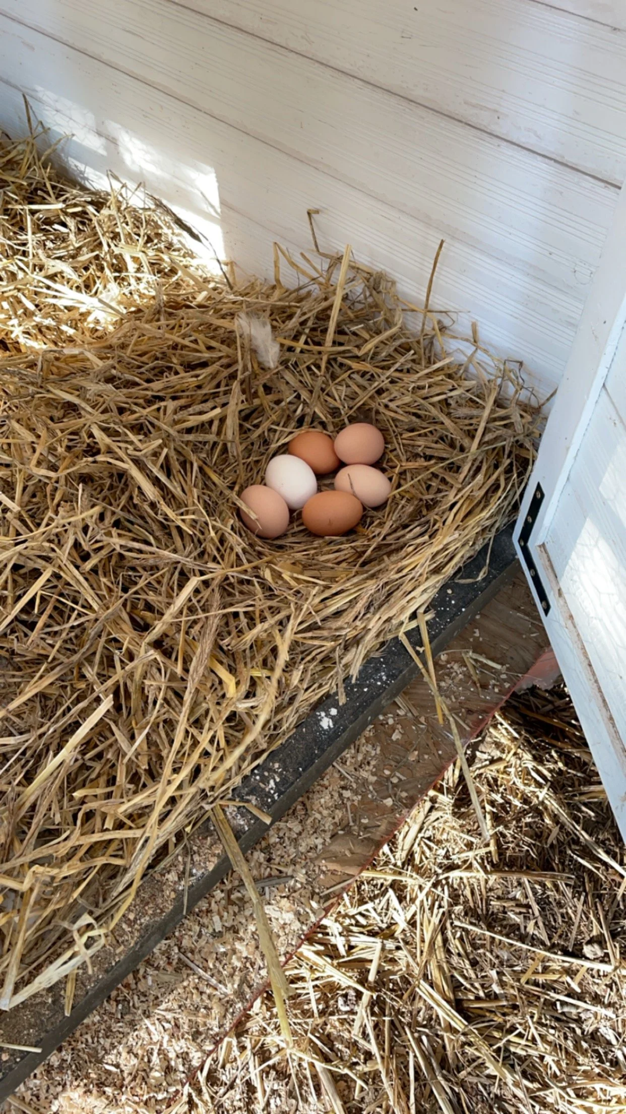 A nest made of straw with six eggs inside, situated in a chicken coop or nesting area.