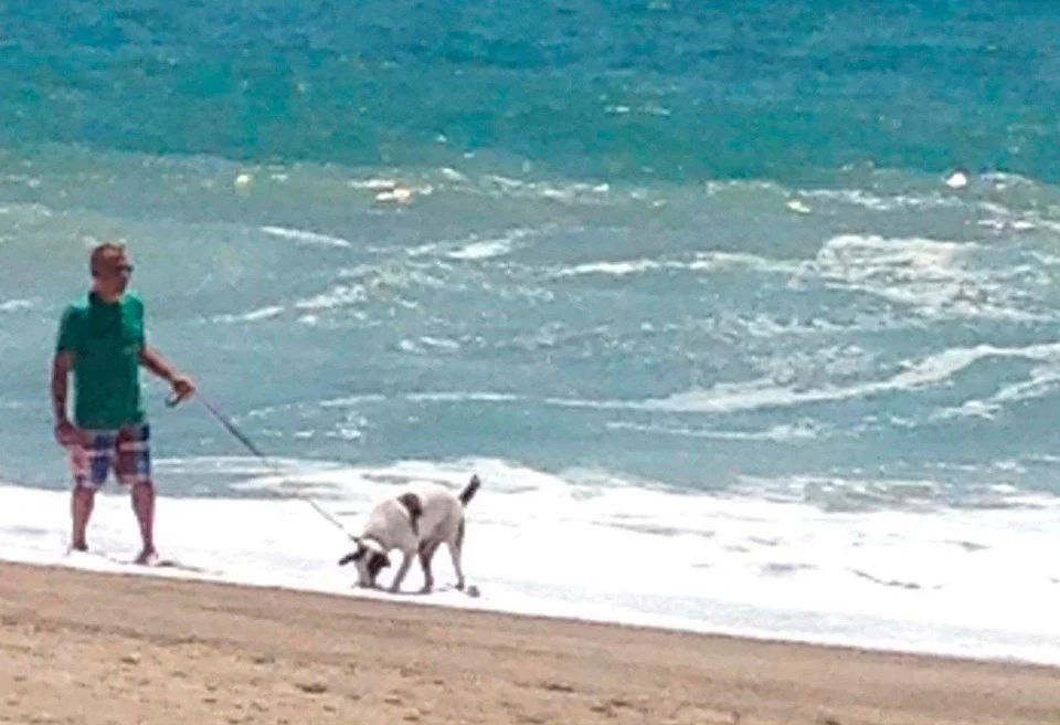 Walking along the shoreline with a dog, waves gently rolling in–a simple moment of peace by the ocean.