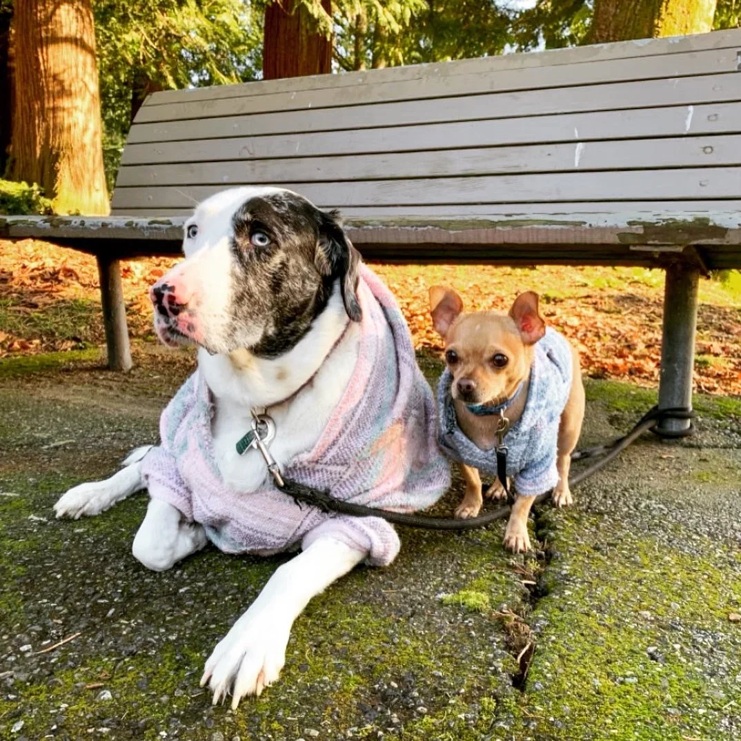 model stars patches y coco.JPG