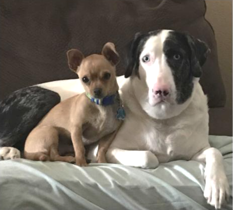 Two dogs on a couch, one tan and one black and white.
