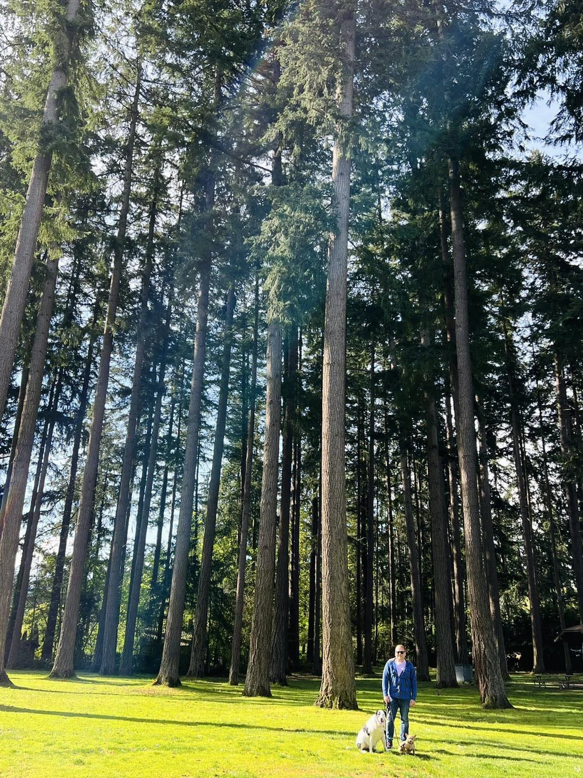 A peaceful moment in nature, standing with two dogs in a sunlit park surrounded by tall pine trees.